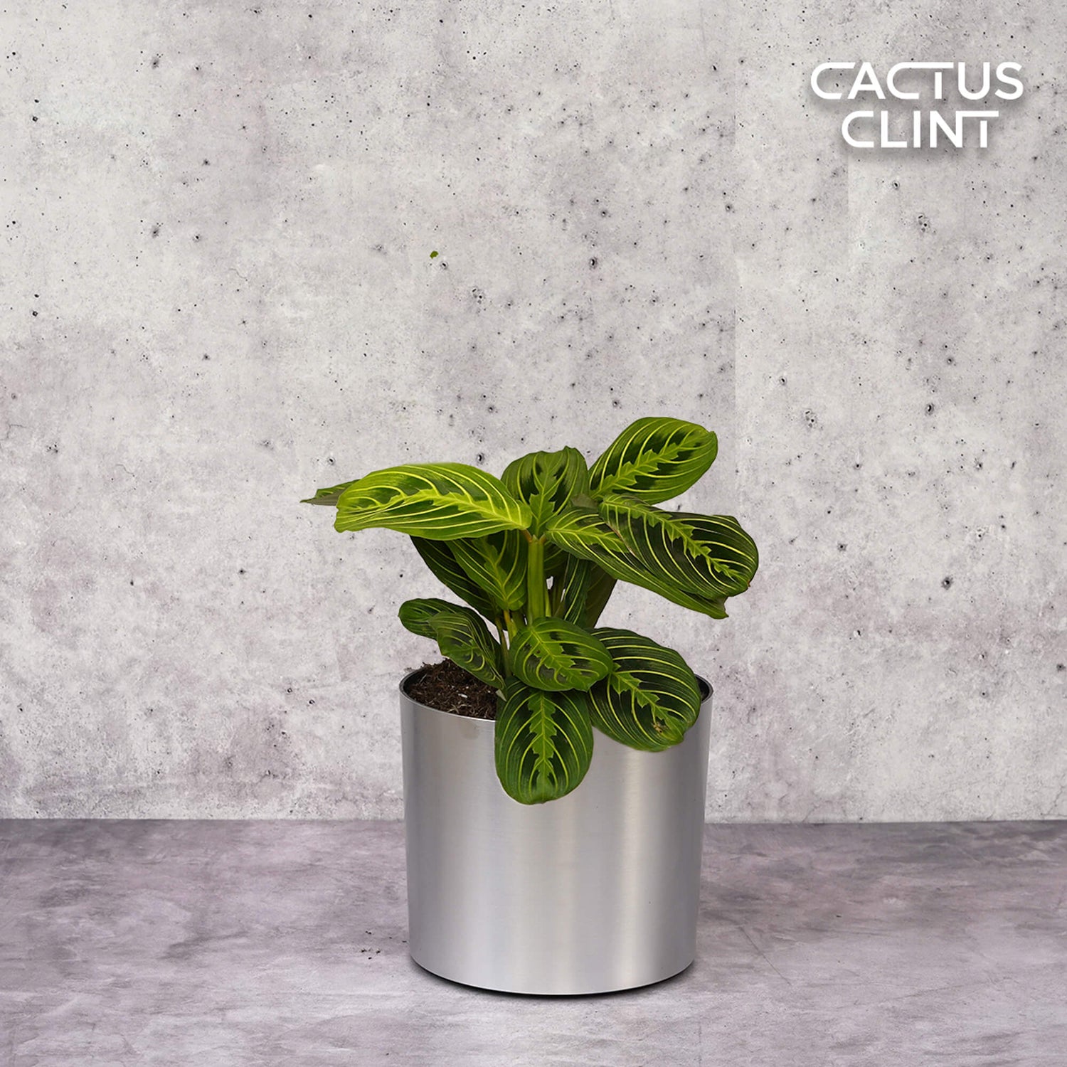 Maranta (Prayer Plants) | Colorful & Air-Purifying | Cactus Clint