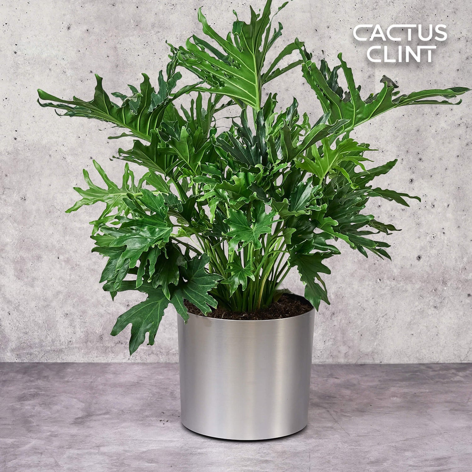 Philodendron Plants | Cactus Clint