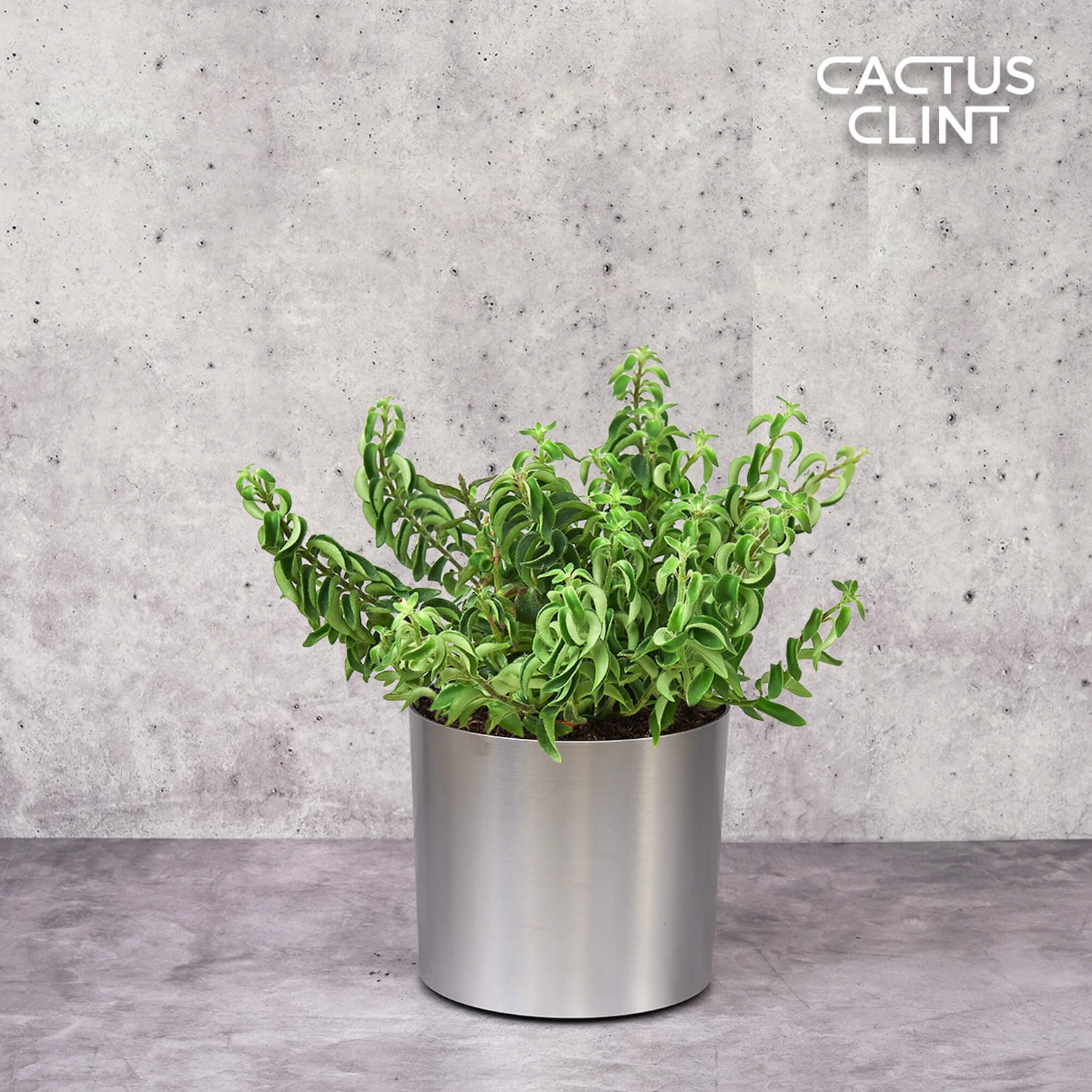 Lipstick Plants | Cactus Clint