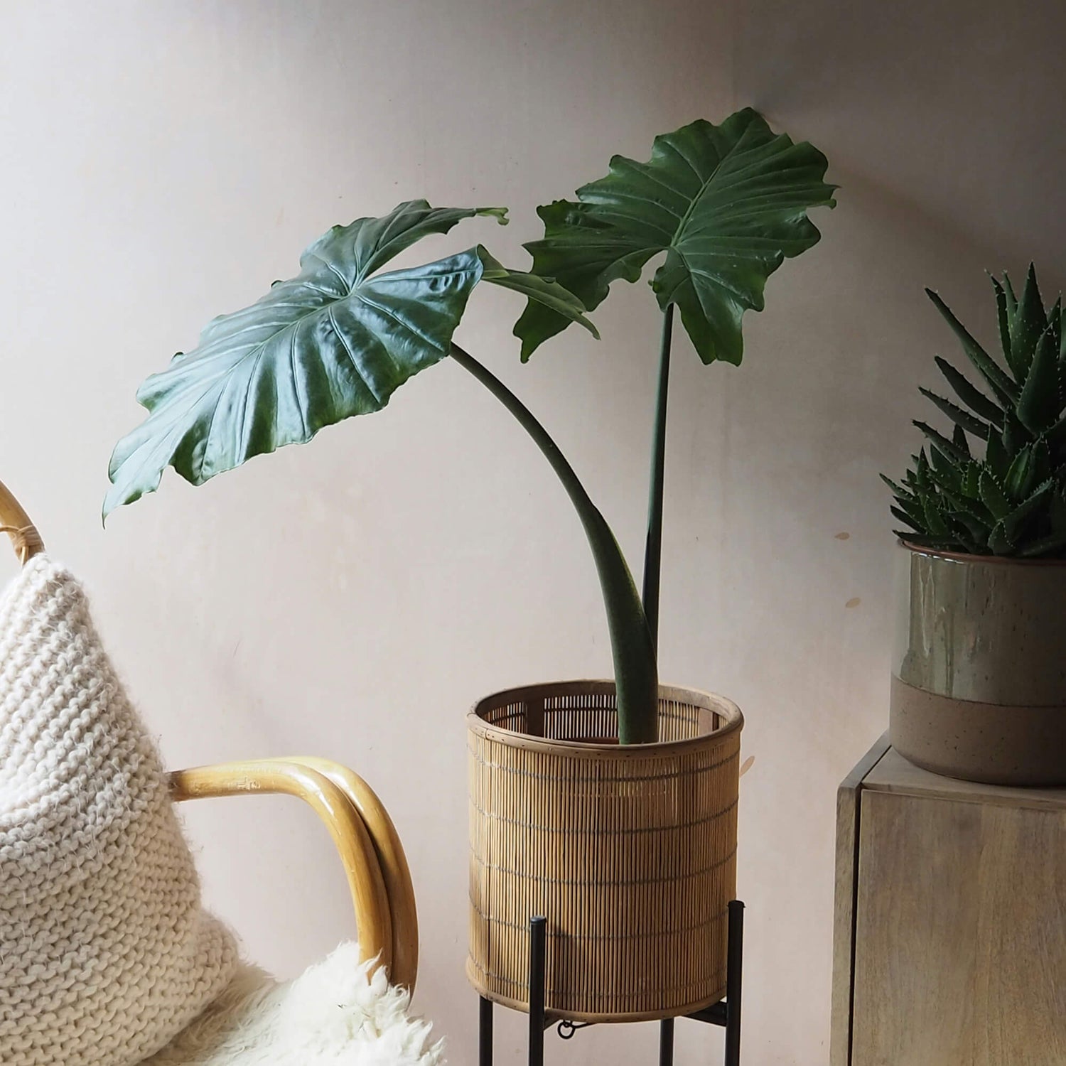 Low Light Plants: Houseplants That Love the Dark | Cactus Clint