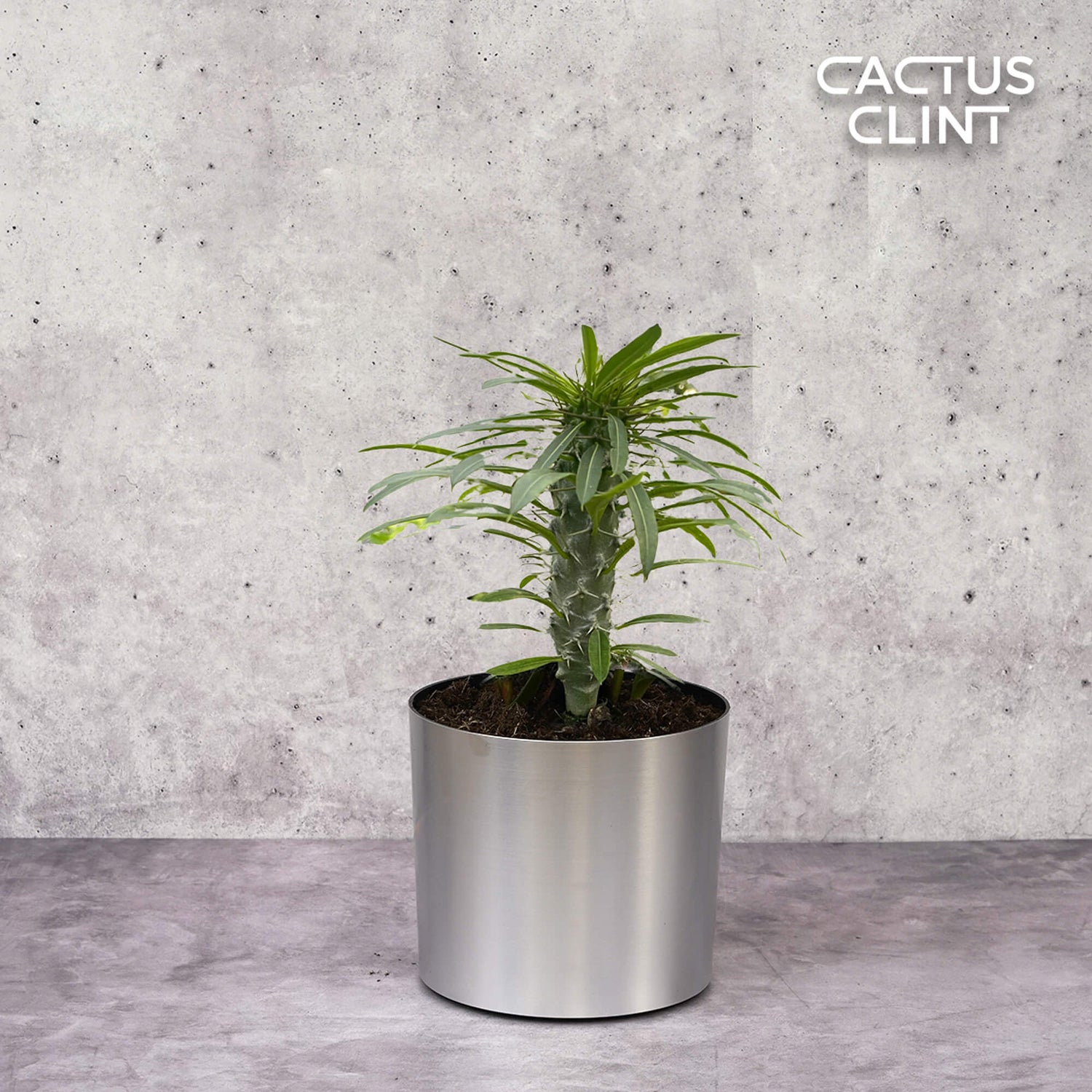 Madagascar Palm | Cactus Clint