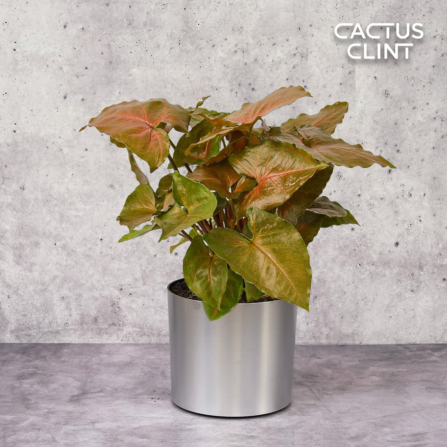 Syngonium Plants | Cactus Clint