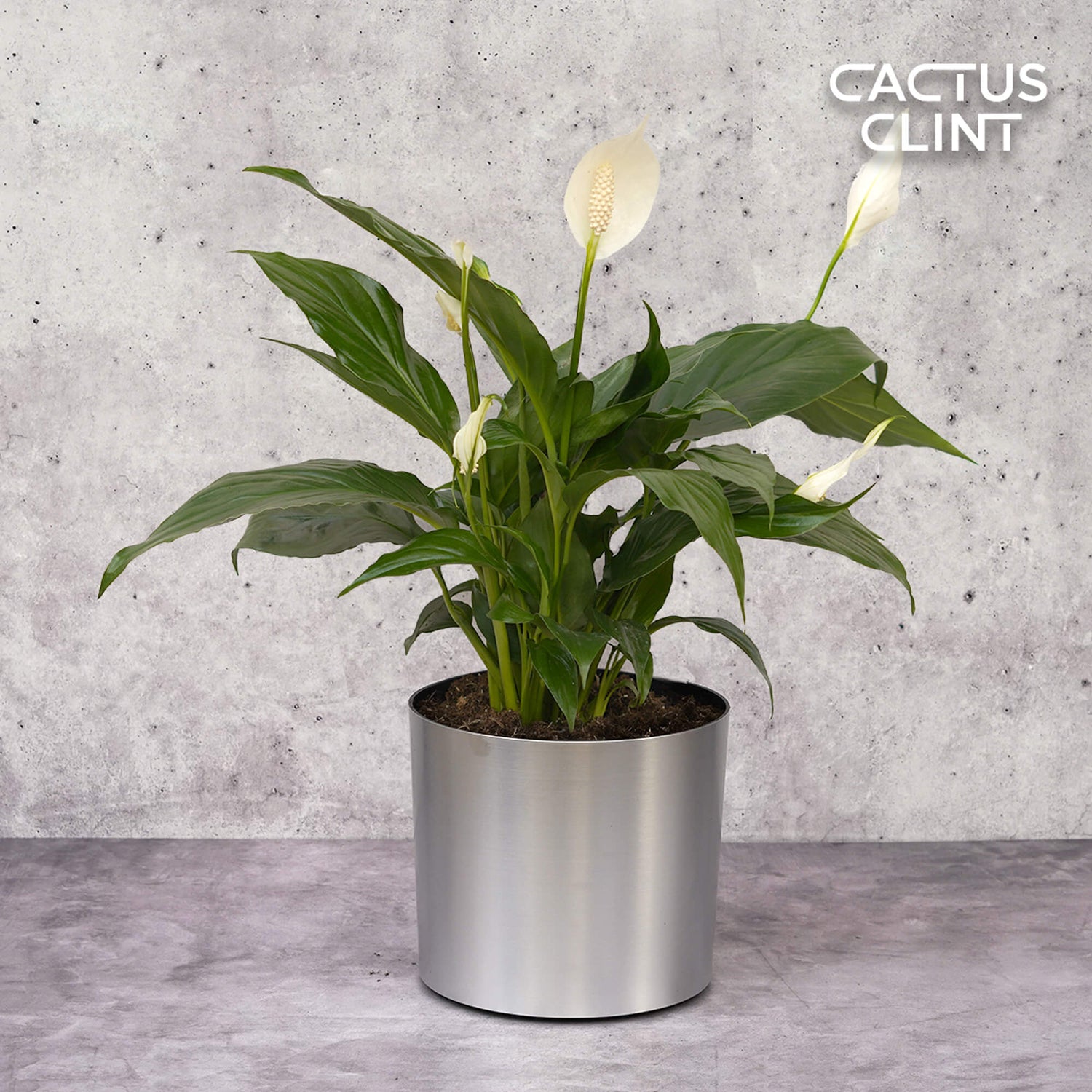 Peace Lily Plants | Cactus Clint