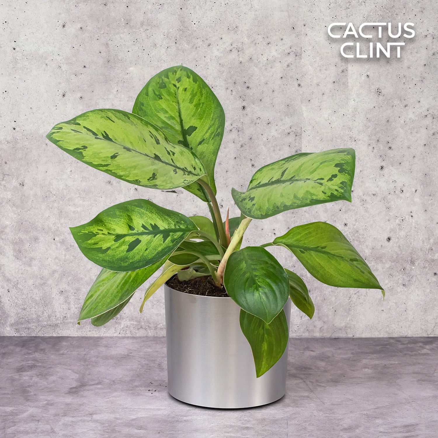 Homalomena Plants | Cactus Clint