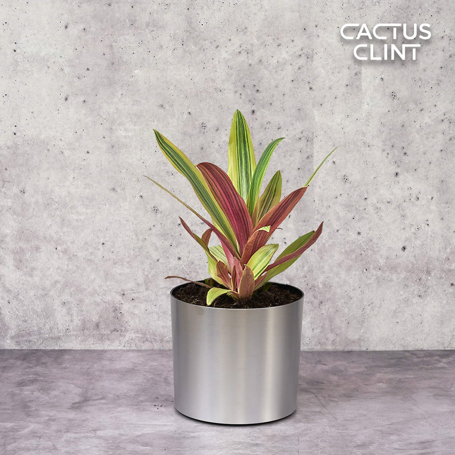 Tradescantia Plants | Cactus Clint