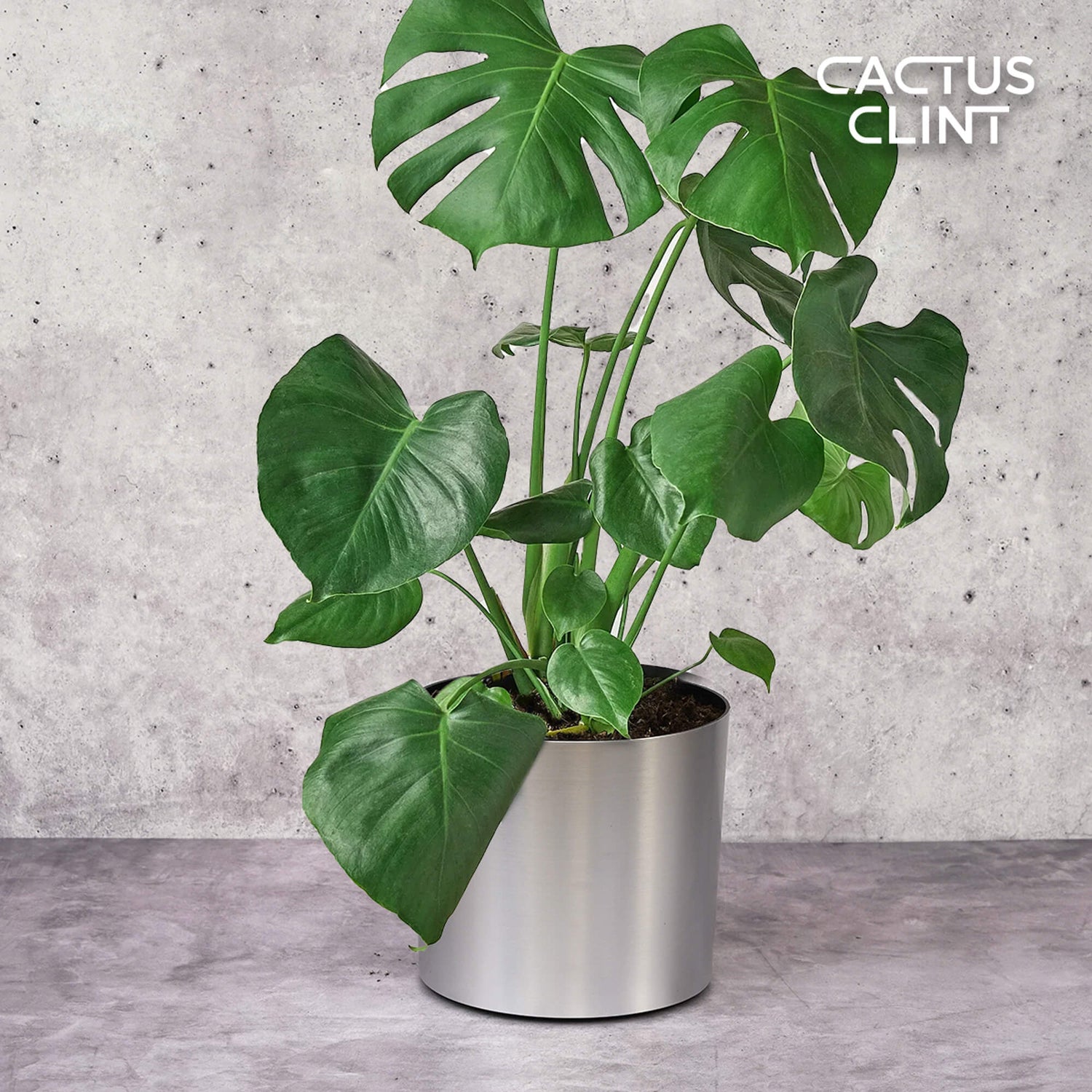 Monstera Plants | Cactus Clint