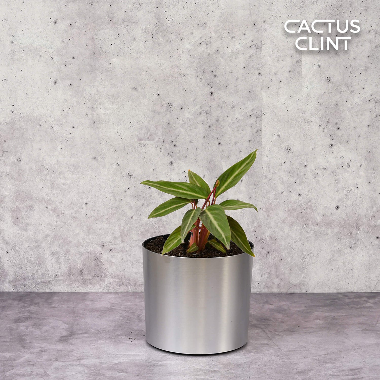 Stromanthe Plants | Cactus Clint