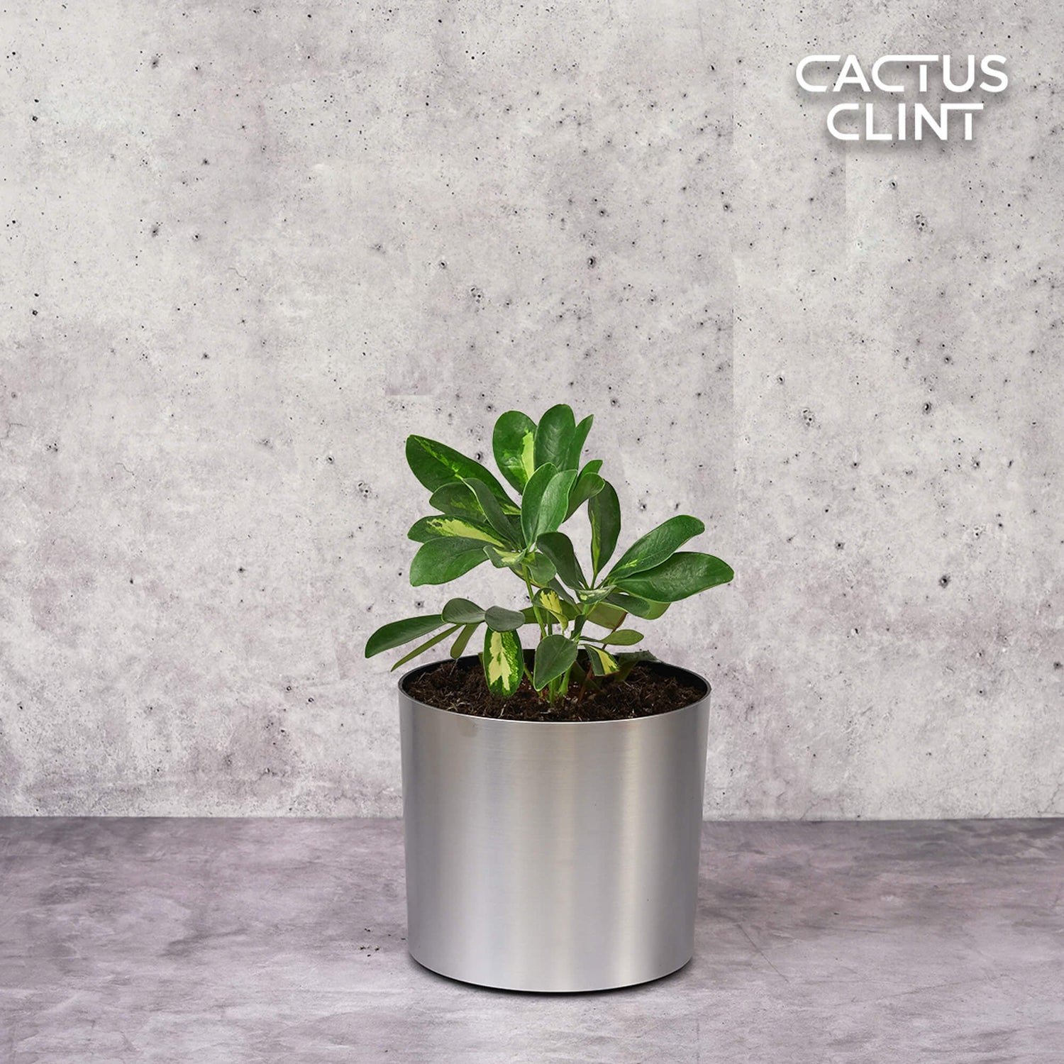 Schefflera Plants | Cactus Clint