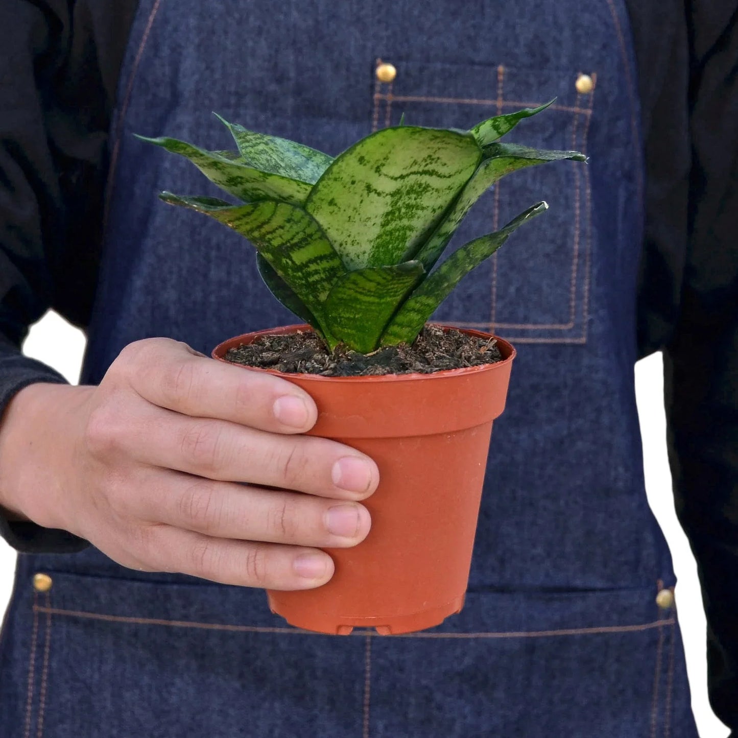Snake Plant Black Robusta | Cactus Clint