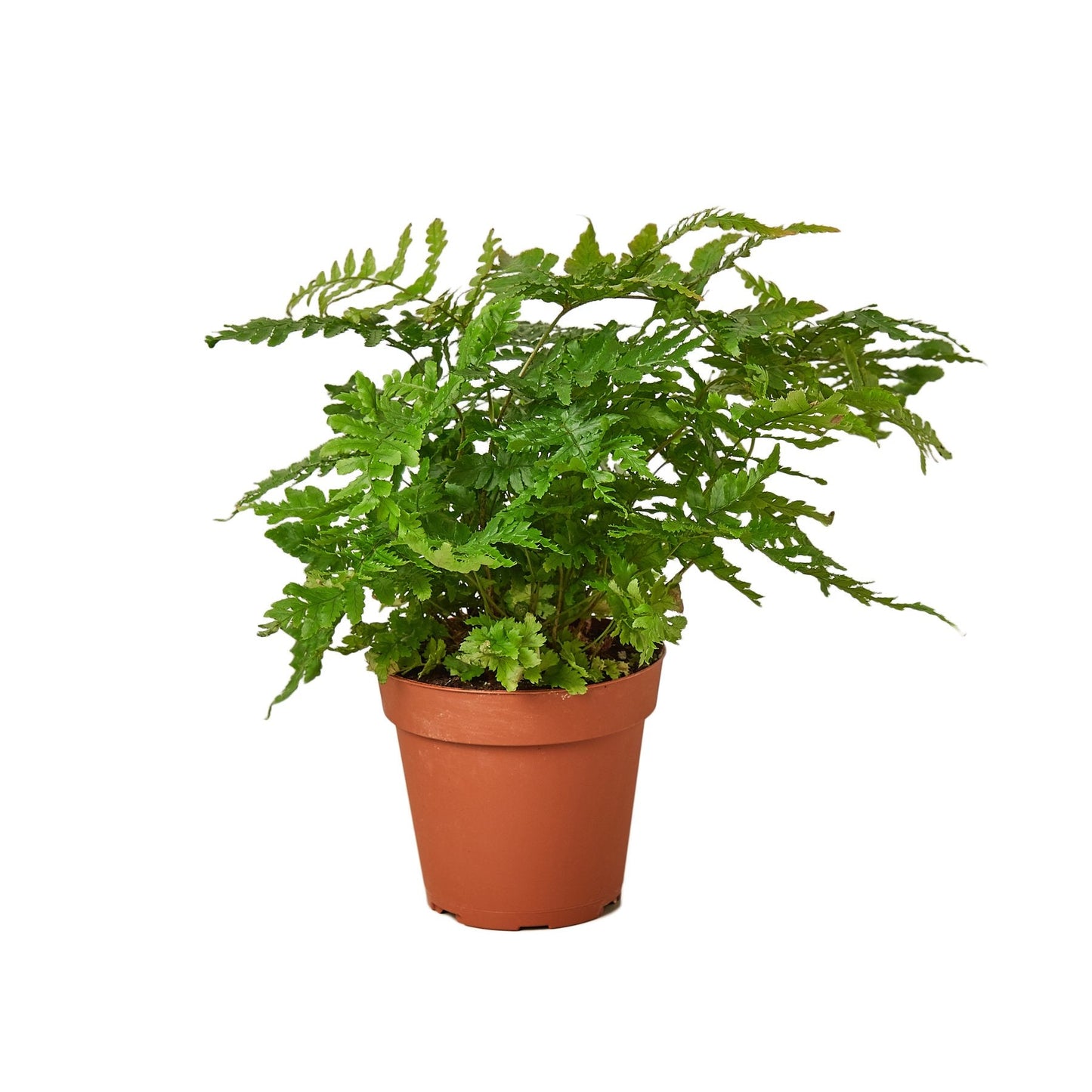 Autumn' Fern | Cactus Clint