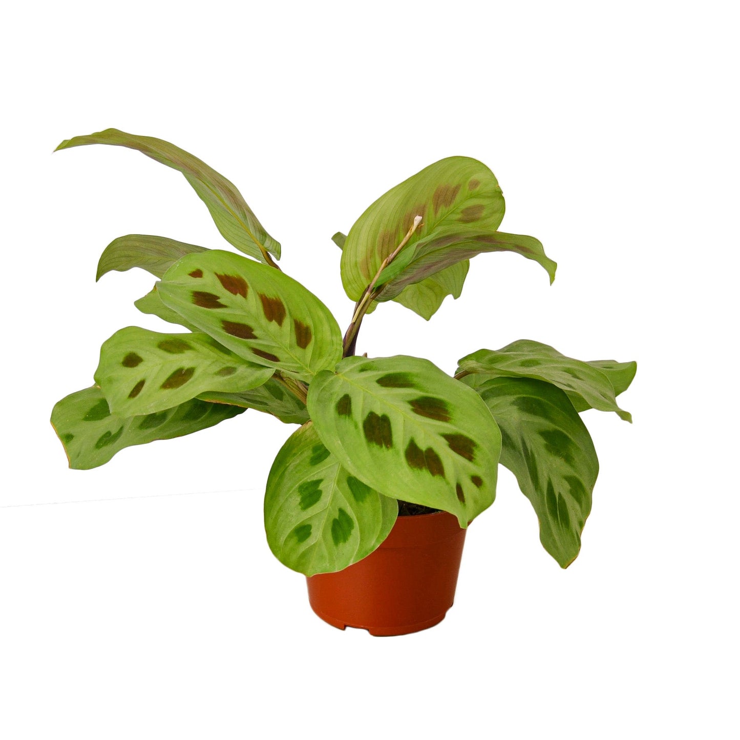 Maranta 'Leuconeura' | Cactus Clint