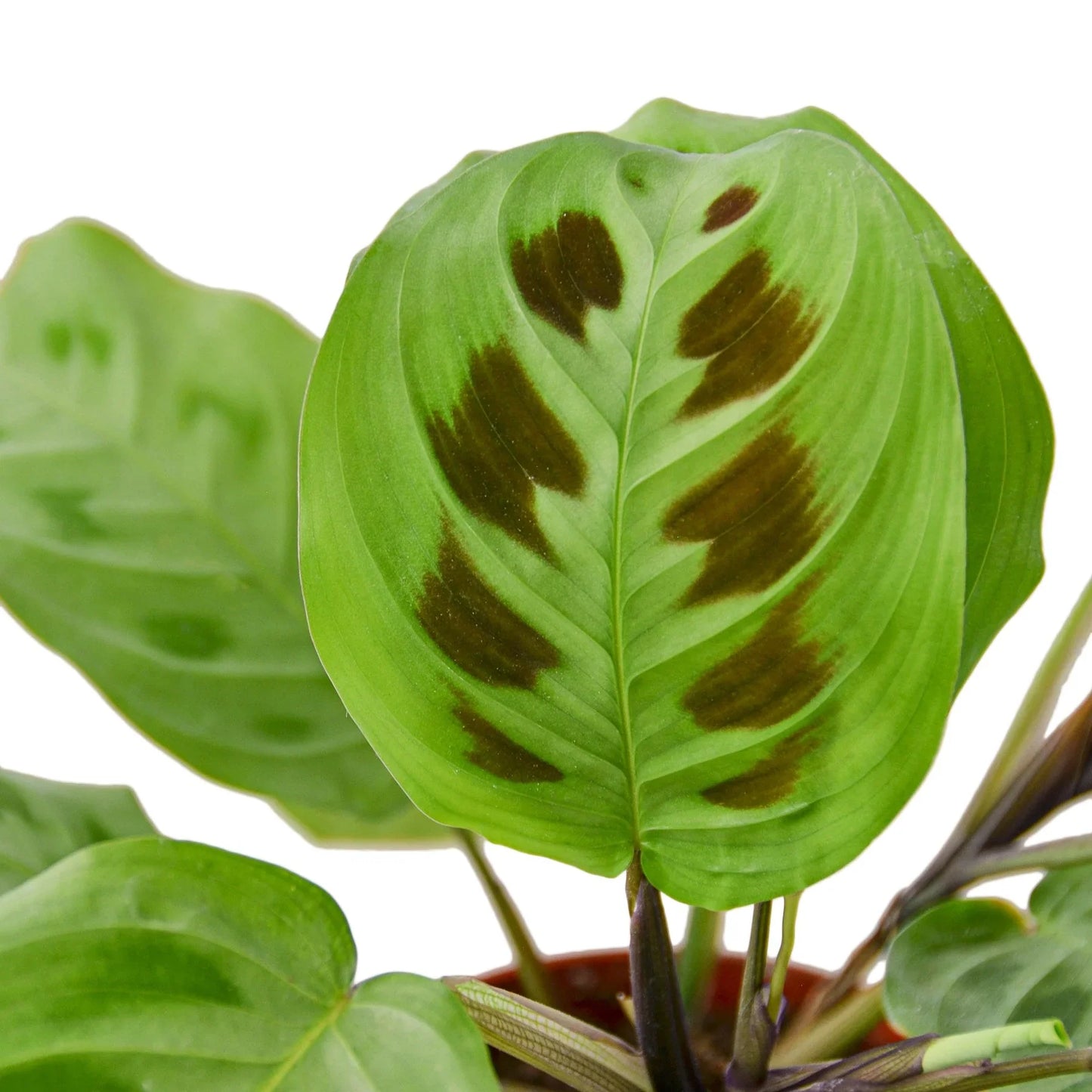 Maranta 'Leuconeura' | Cactus Clint