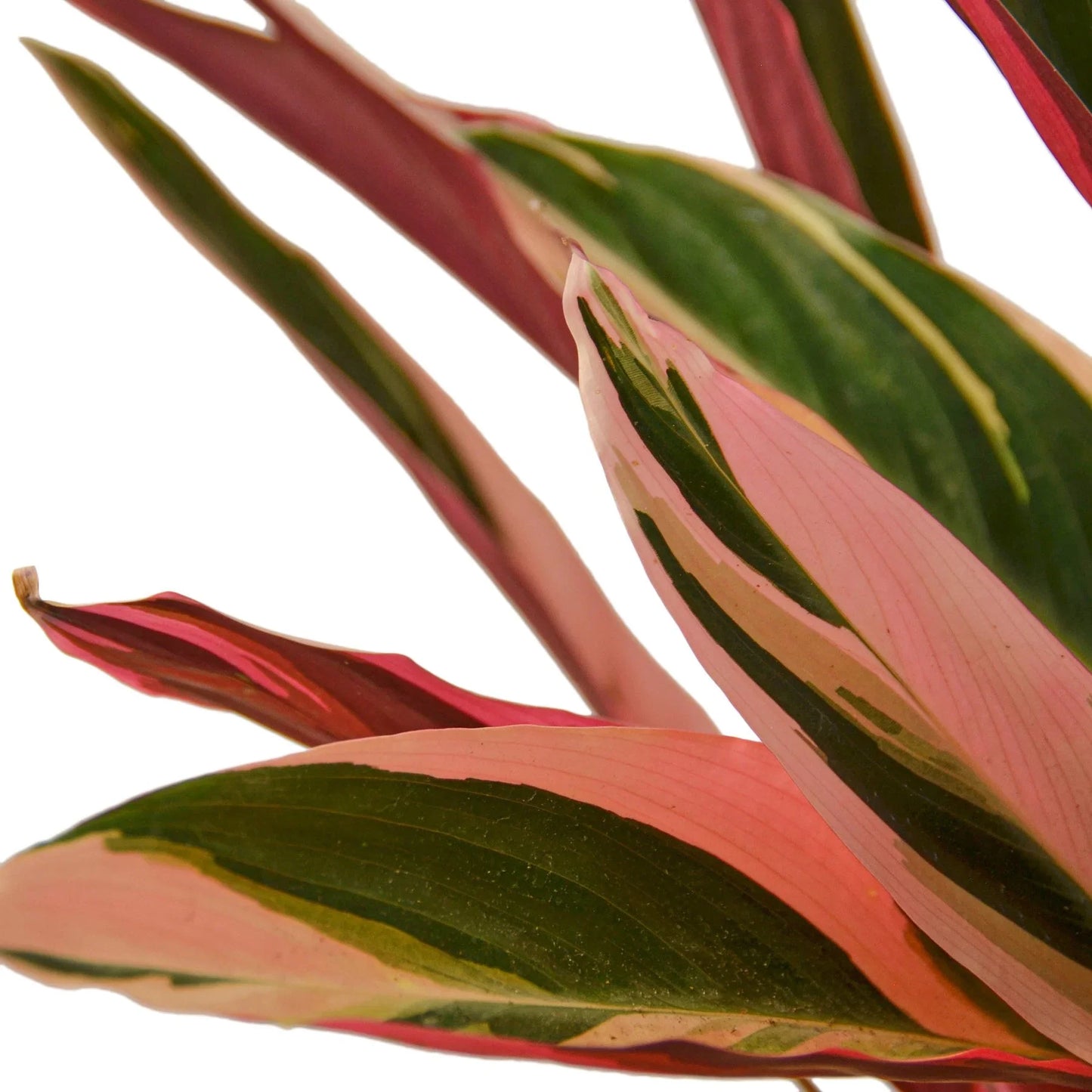 Stromanthe Triostar | Cactus Clint