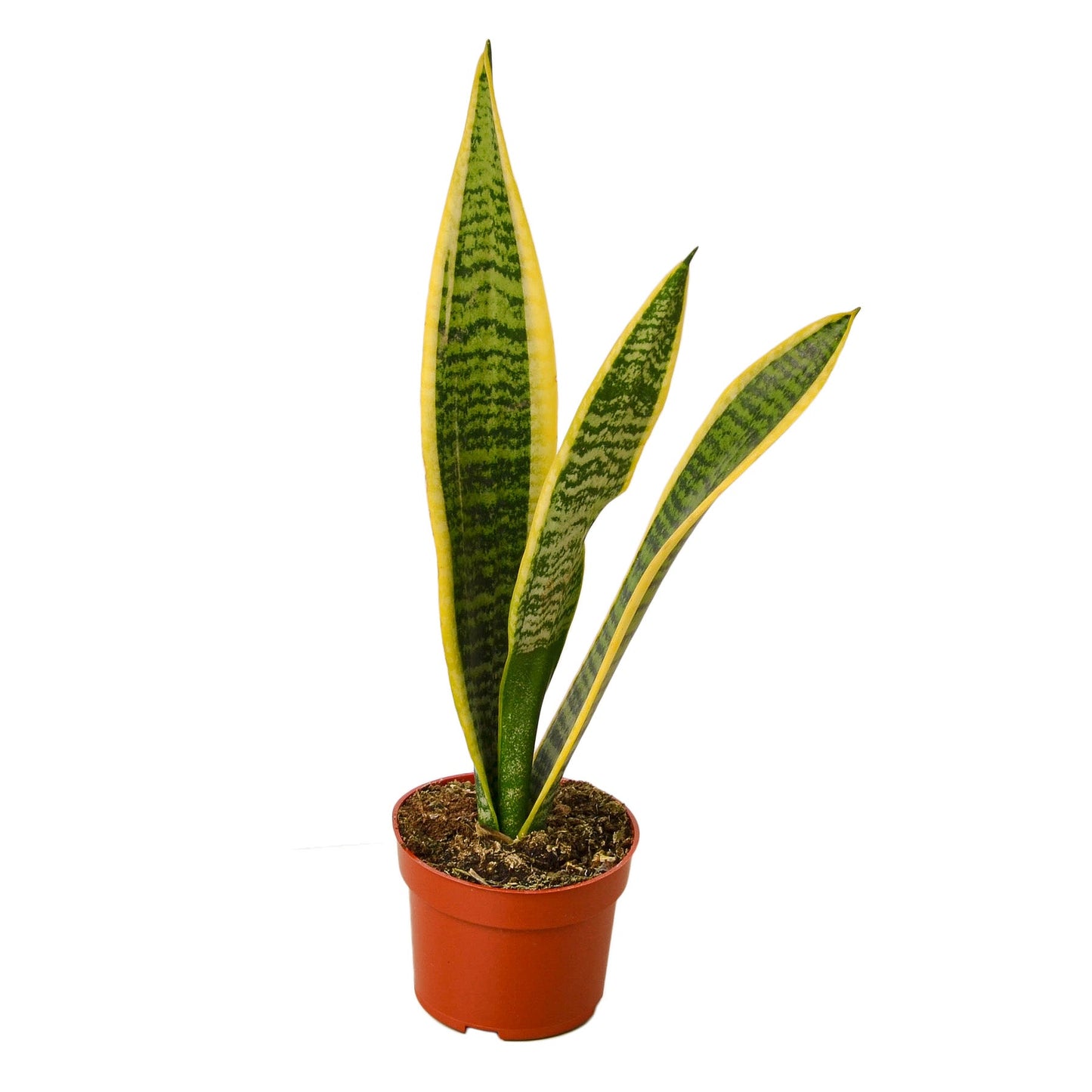 Snake Plant Laurentii | Cactus Clint