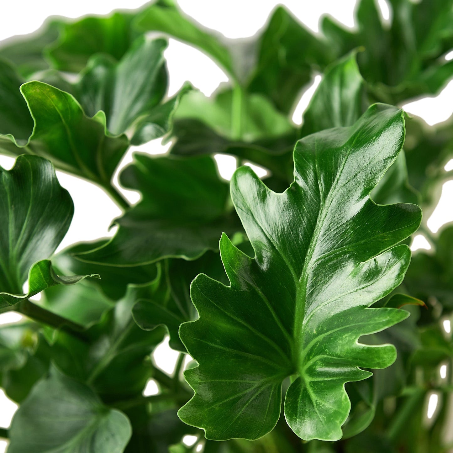 Philodendron ‘Little Hope' | Cactus Clint