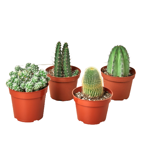 4 Cacti Variety Pack - 4.0" Pot | Cactus Clint