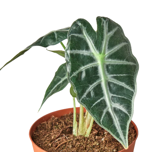 Alocasia Amazonica 'Bambino' | Cactus Clint