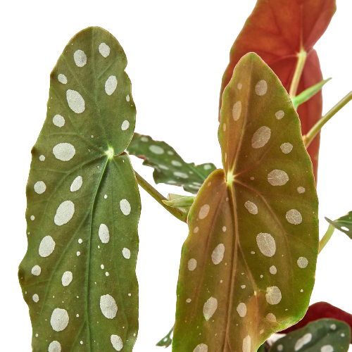 Begonia 'Maculata' | Cactus Clint