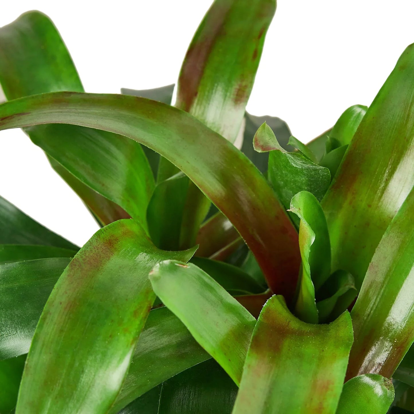 Bromeliad 'Fireball' | Cactus Clint