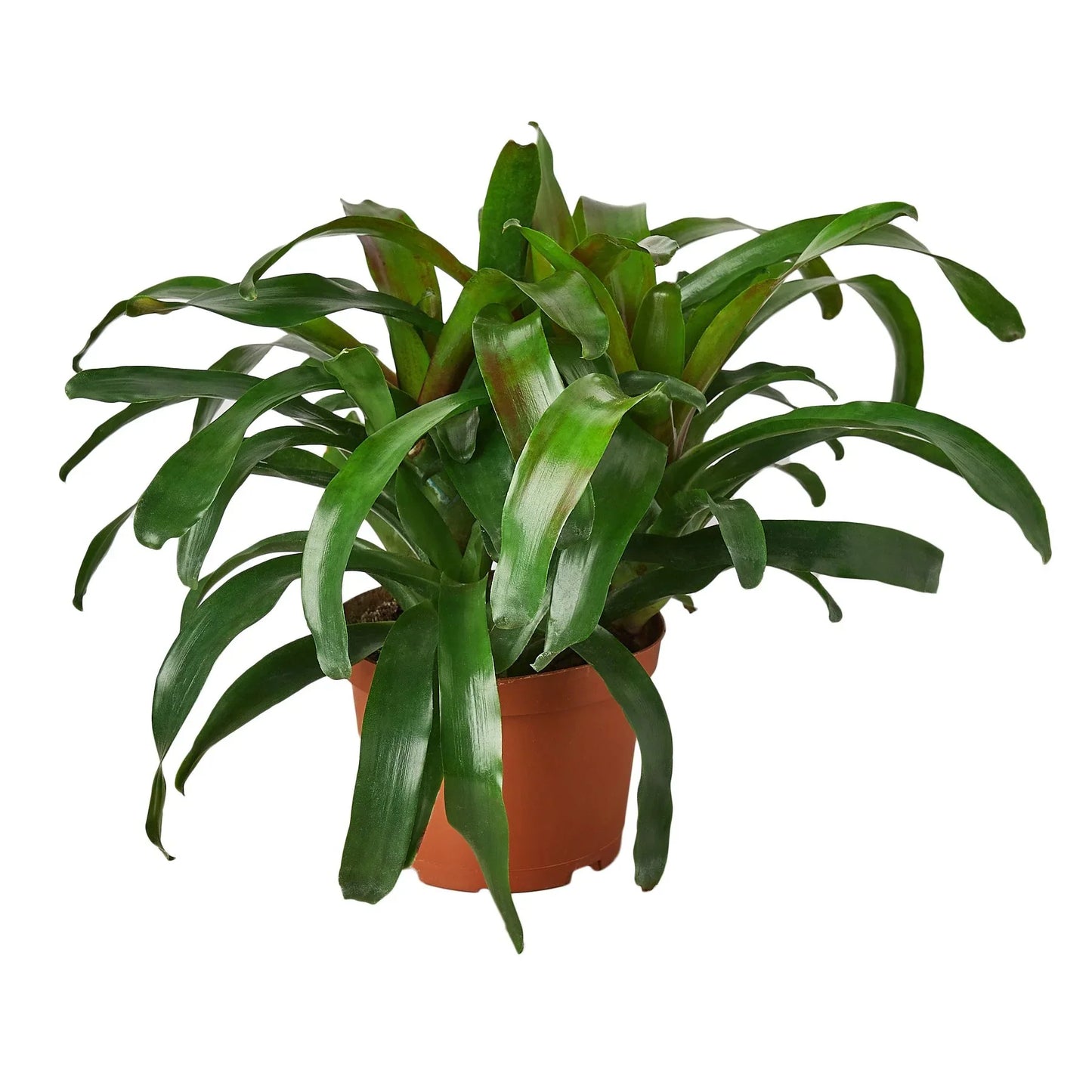 Bromeliad 'Fireball' | Cactus Clint