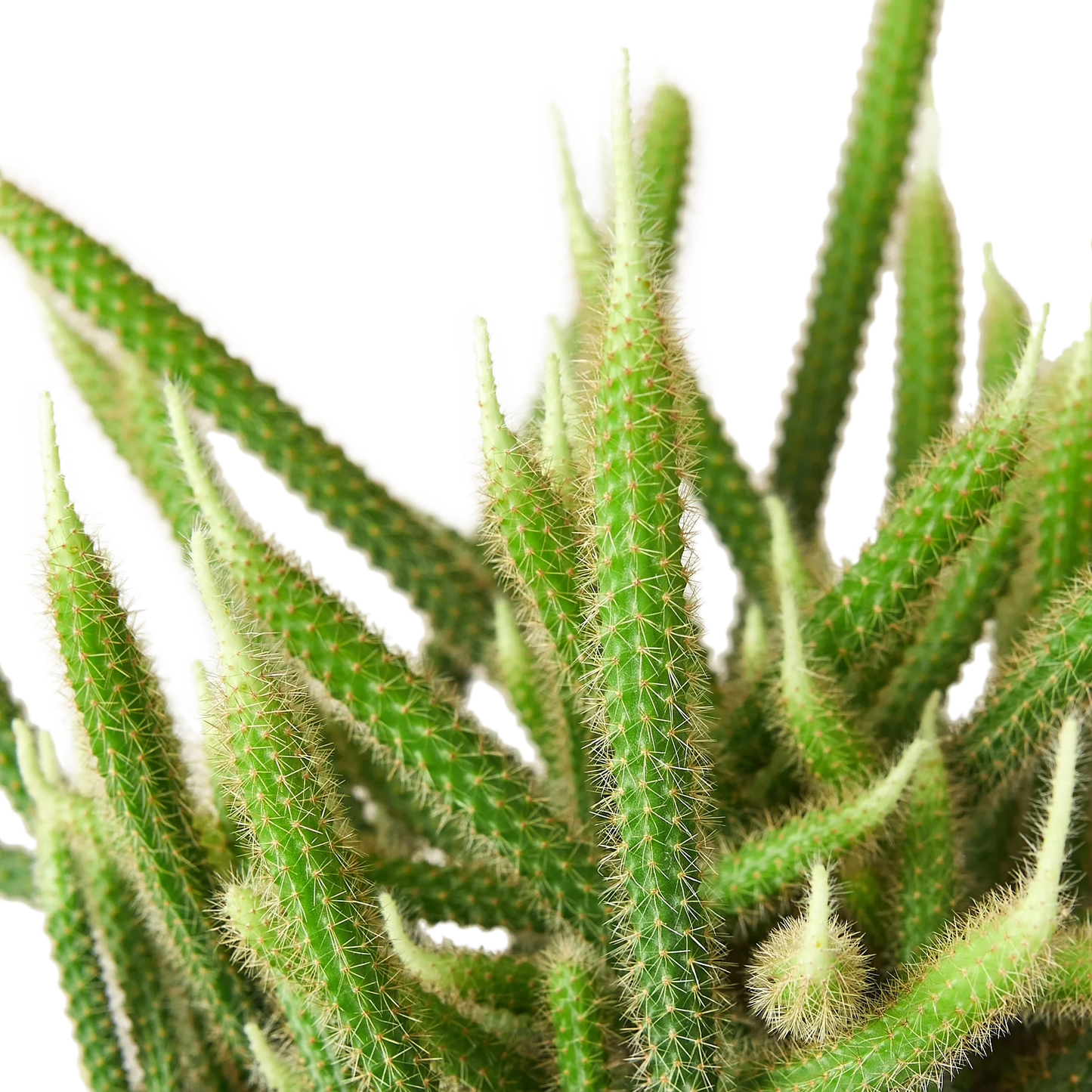 Rat Tail Cactus | Cactus Clint