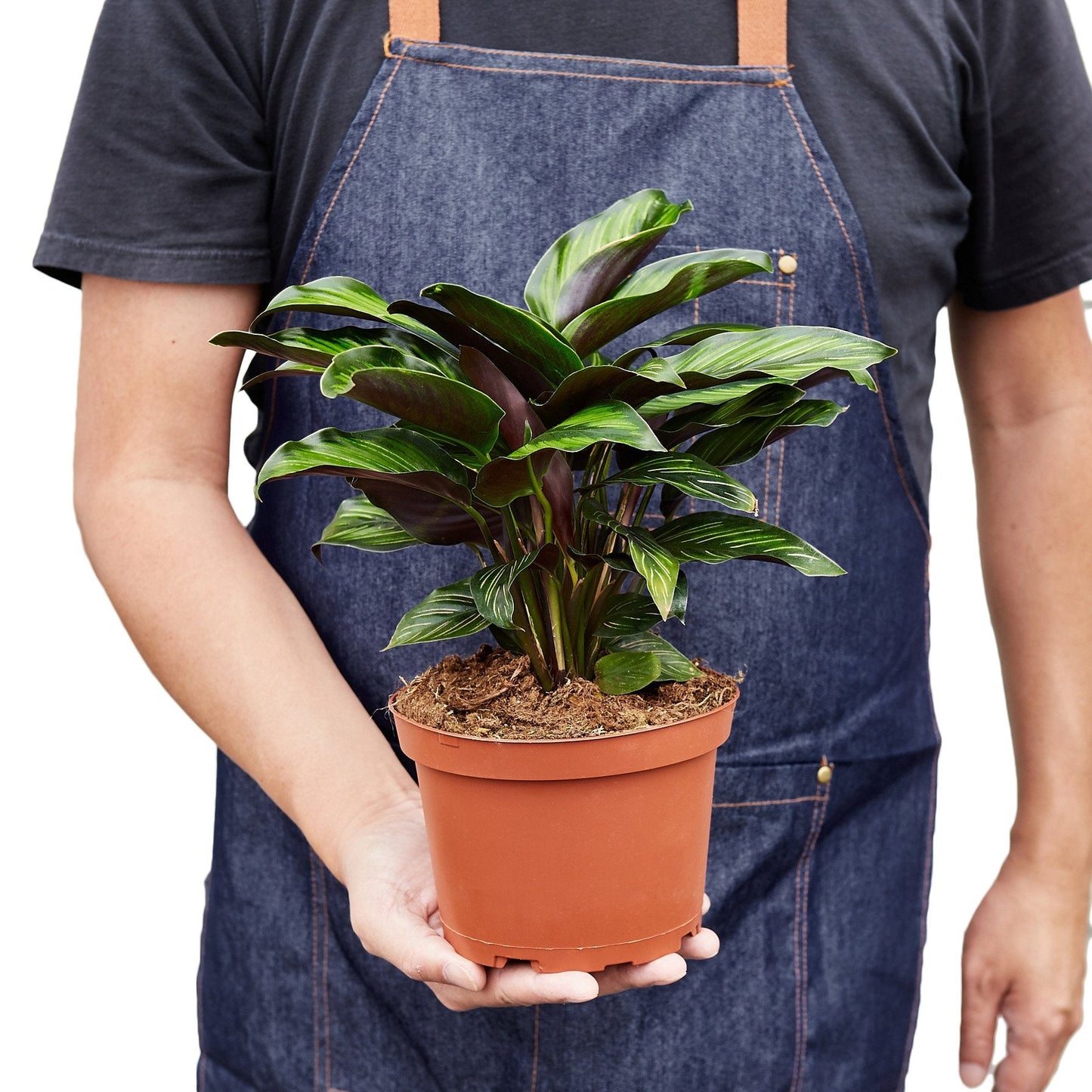 Calathea 'Beauty Star' | Cactus Clint