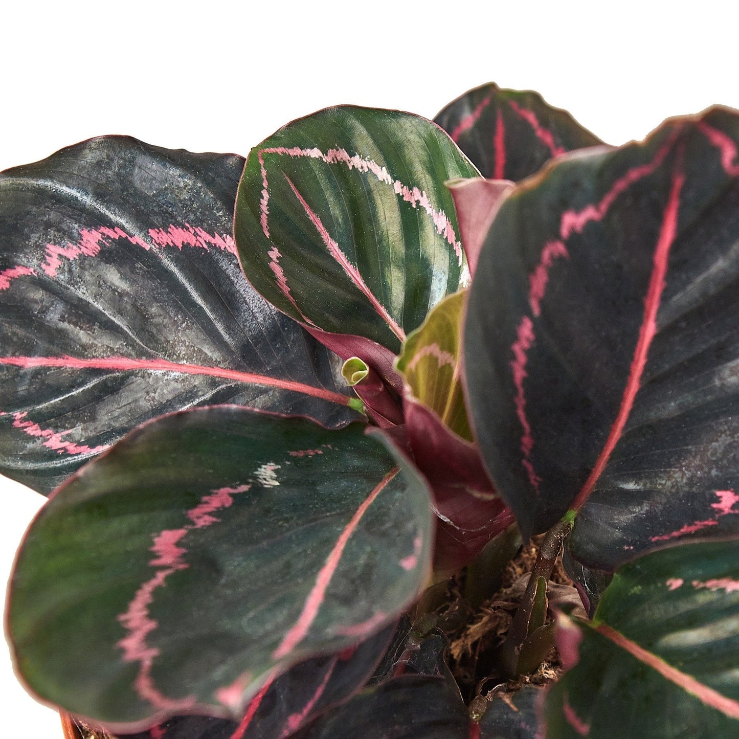 Calathea 'Dottie' | Cactus Clint