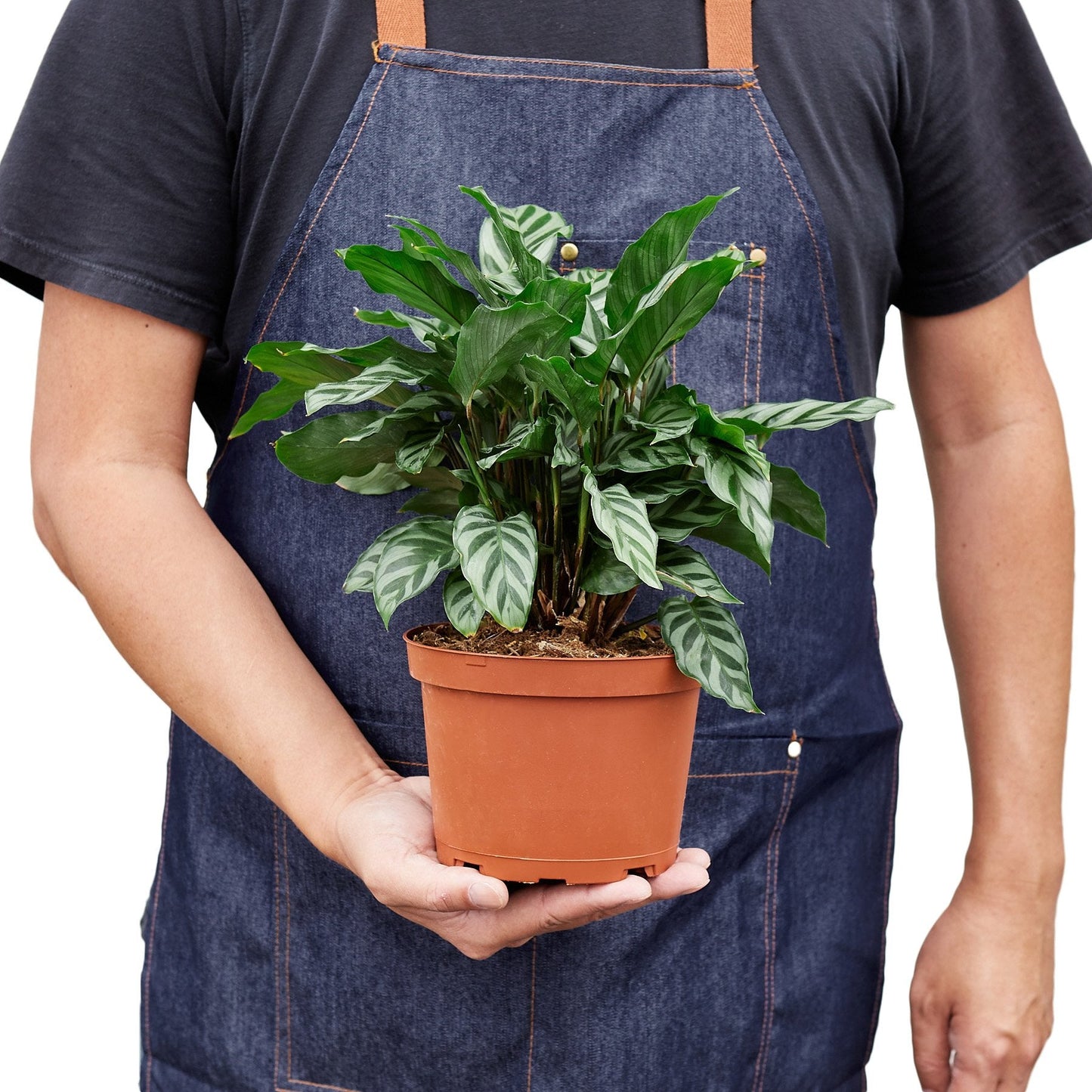 Calathea Concinna 'Freddie' | Cactus Clint