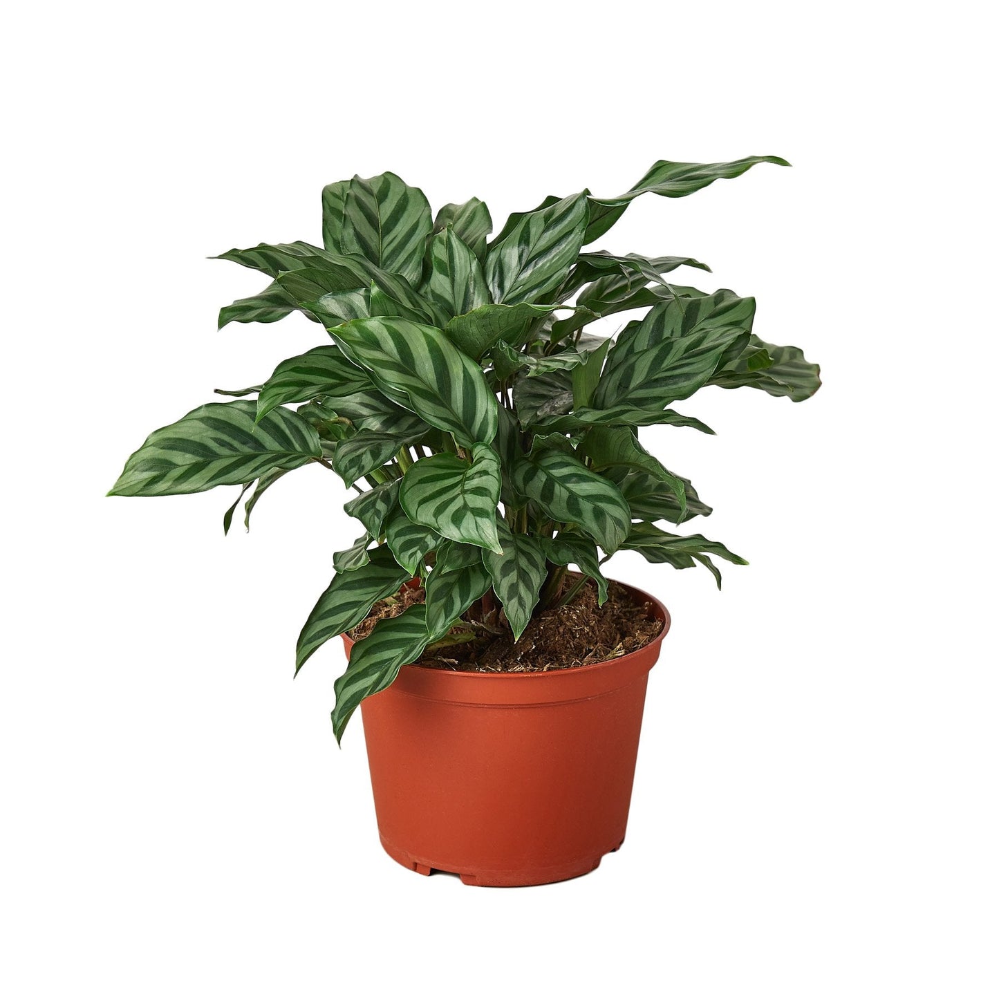 Calathea Concinna 'Freddie' | Cactus Clint