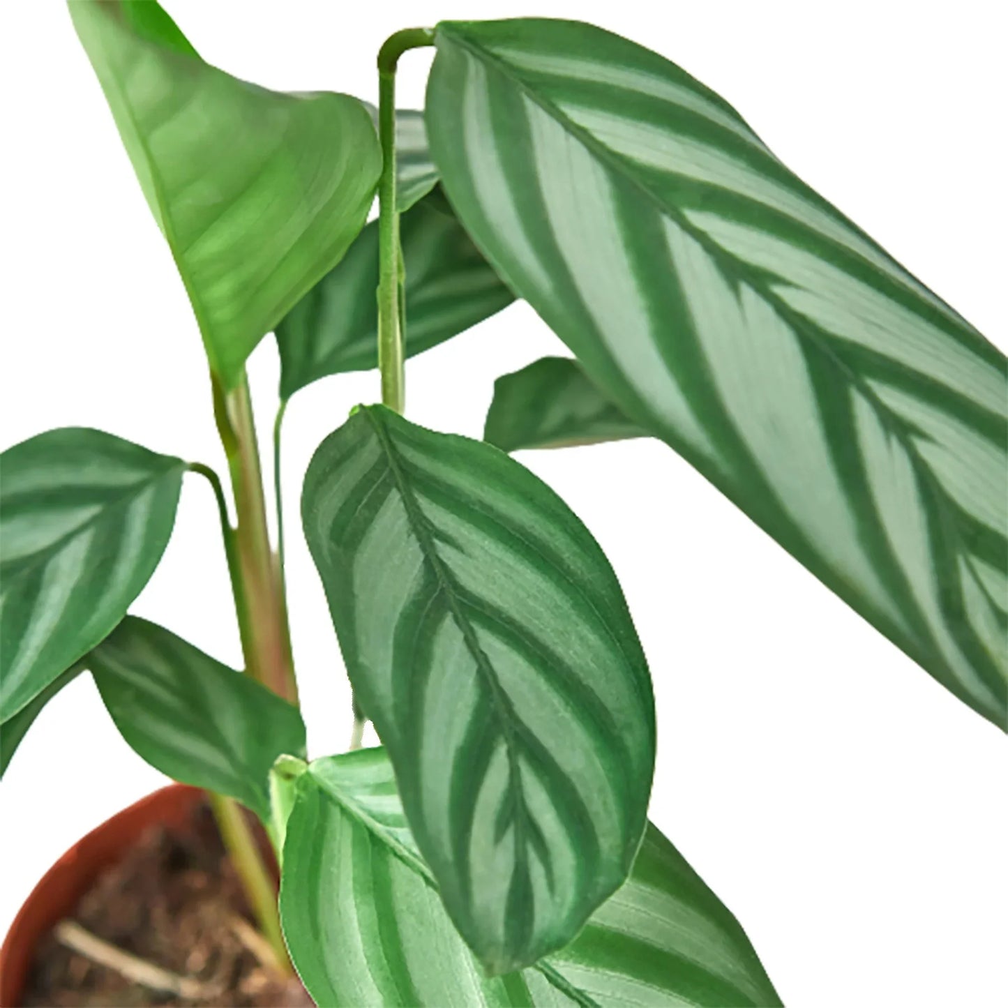 Calathea 'Grey Star' | Cactus Clint