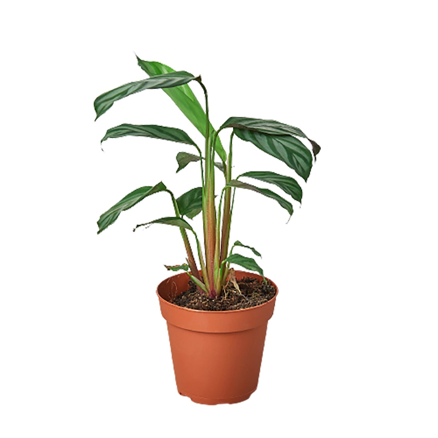 Calathea 'Grey Star' | Cactus Clint