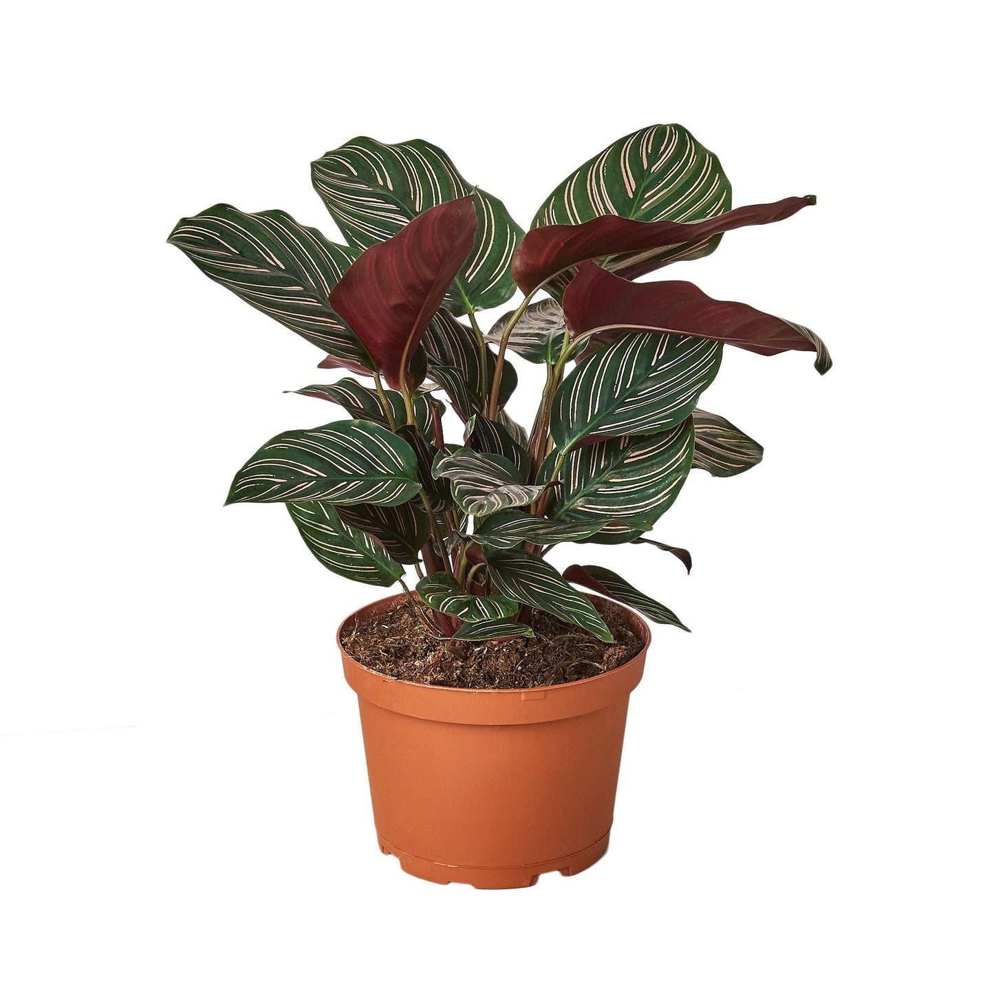 Calathea 'Ornata' | Cactus Clint