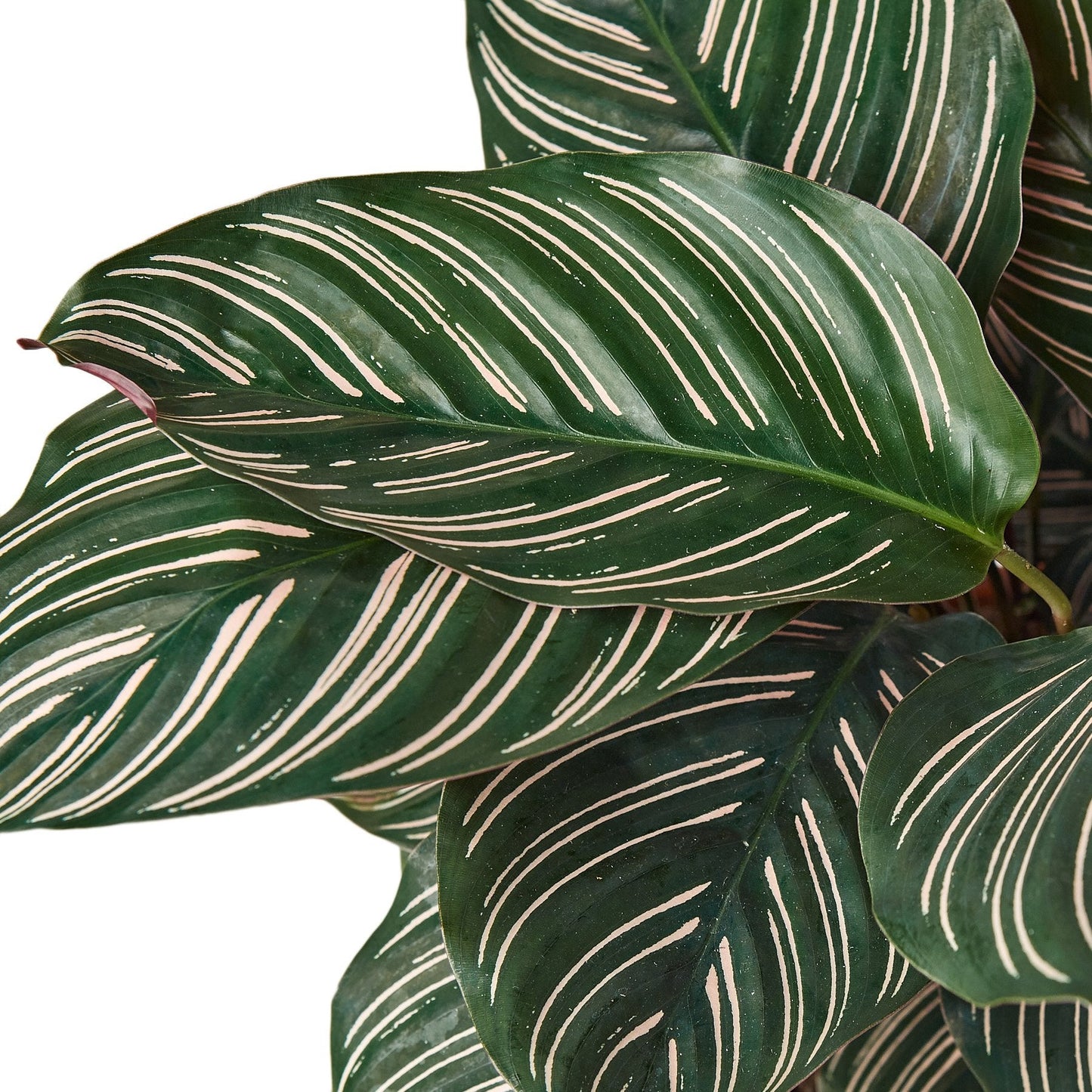 Calathea 'Ornata' | Cactus Clint