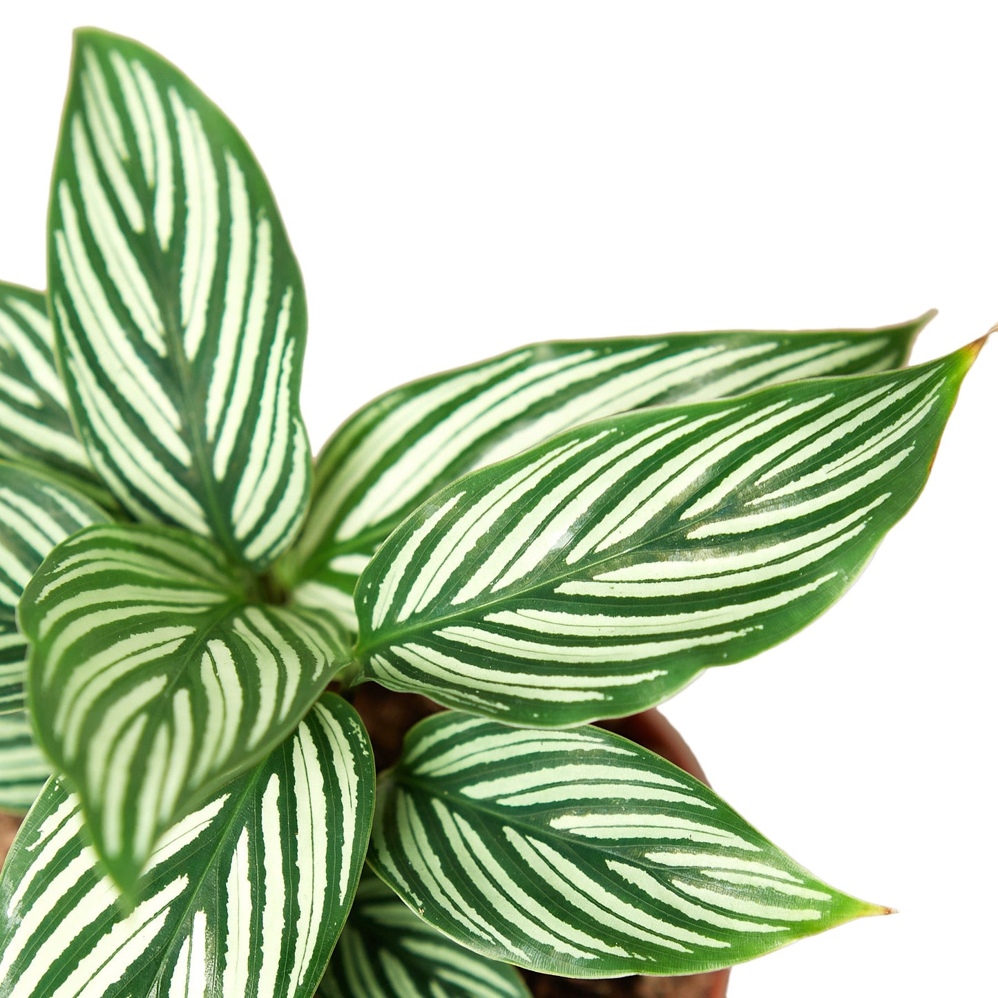 Calathea 'Vittata' | Cactus Clint