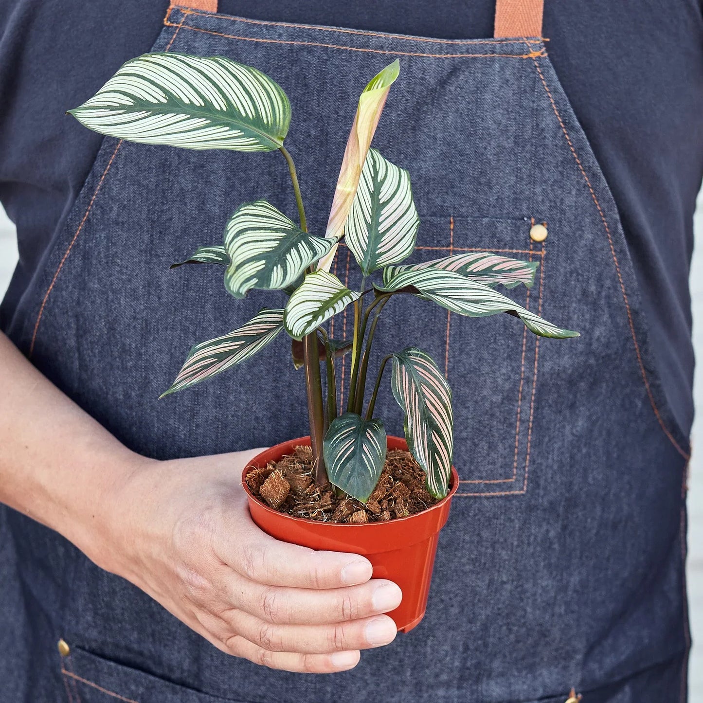 Calathea 'White Star' | Cactus Clint