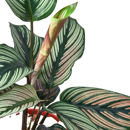 Calathea 'White Star' | Cactus Clint