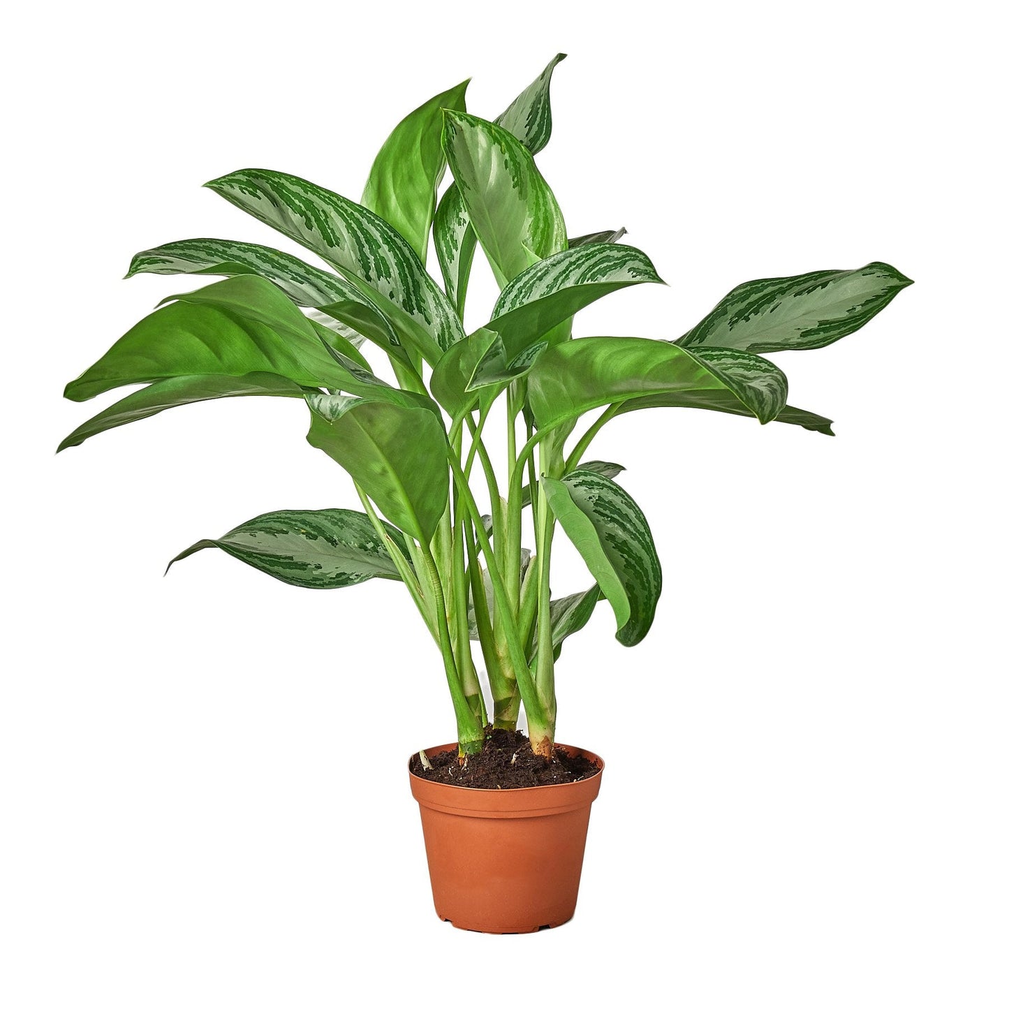 Chinese Evergreen 'Silver Bay' | Cactus Clint