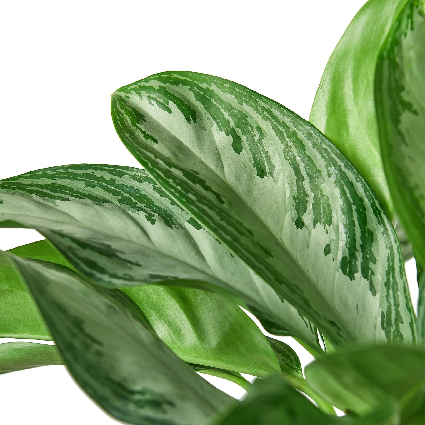 Chinese Evergreen 'Silver Bay' | Cactus Clint