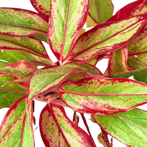 Chinese Evergreen 'Red Siam' | Cactus Clint