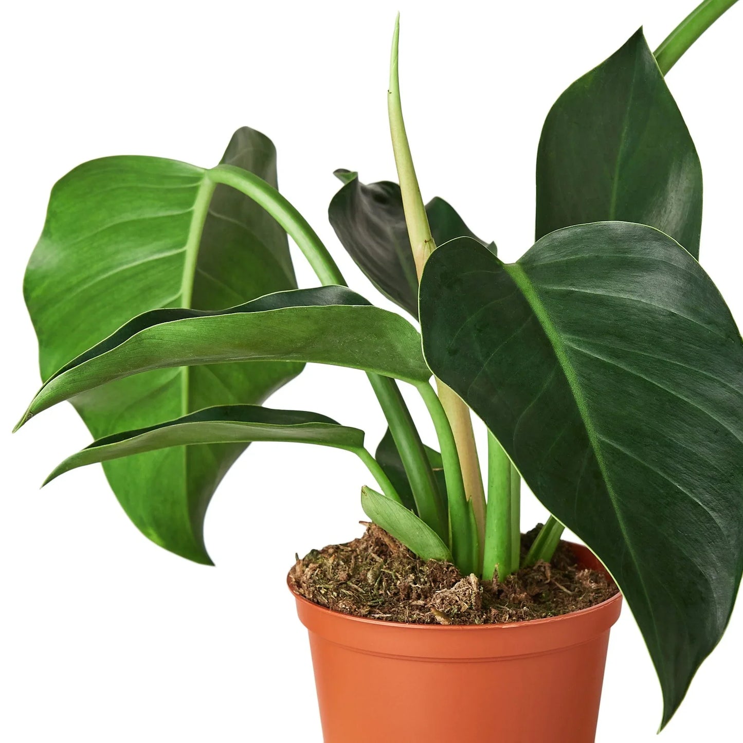 Philodendron 'Congo Green' | Cactus Clint