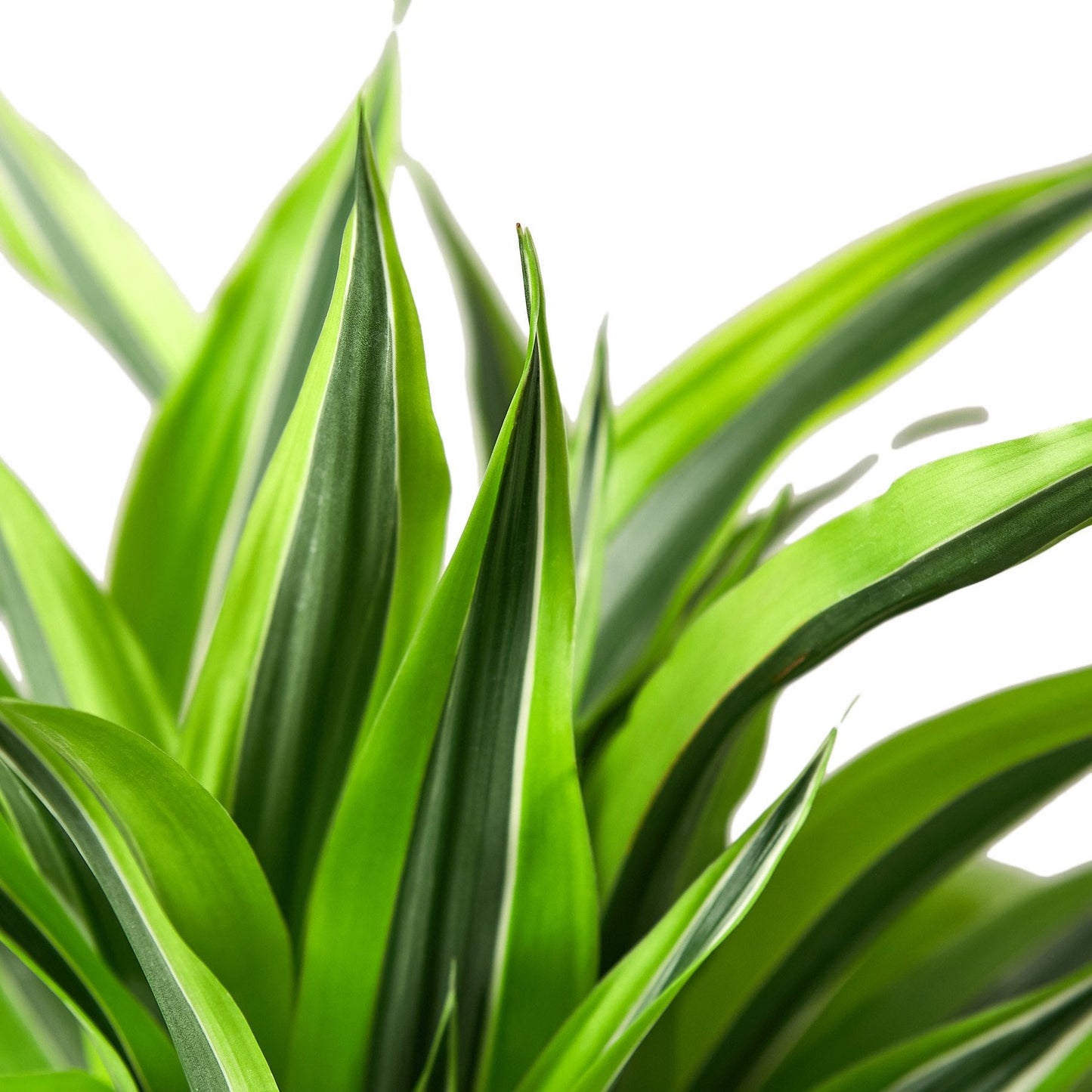 Dracaena Deremensis 'Lemon Lime' | Cactus Clint