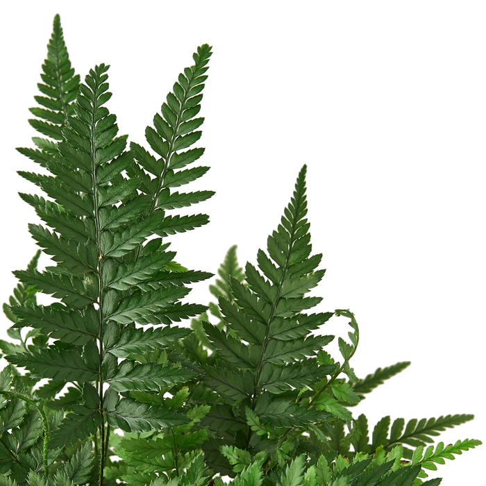 Korean Rock' Fern | Cactus Clint