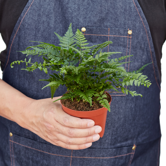 Korean Rock' Fern | Cactus Clint