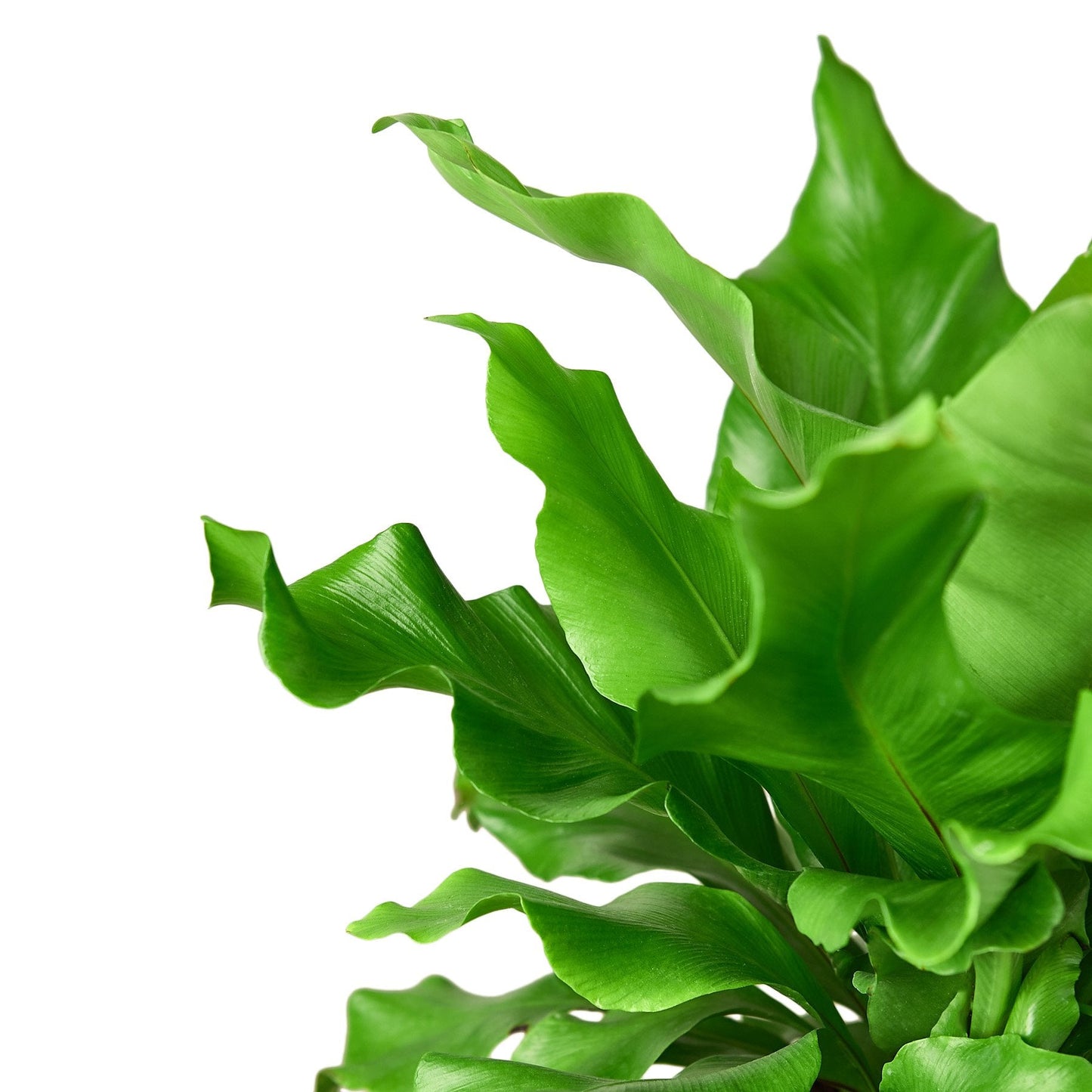 Bird's Nest 'Nidus' Fern | Cactus Clint