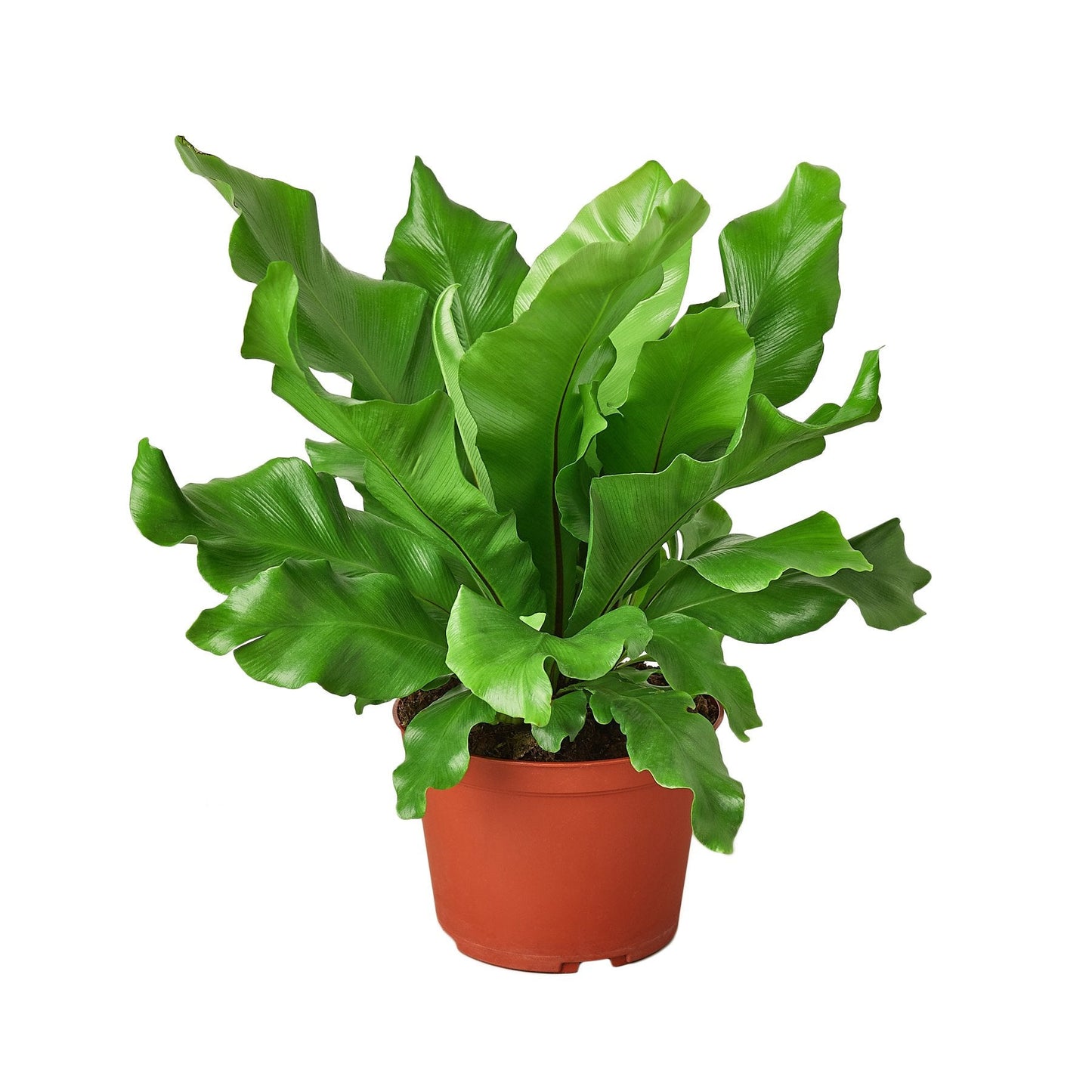 Bird's Nest 'Nidus' Fern | Cactus Clint