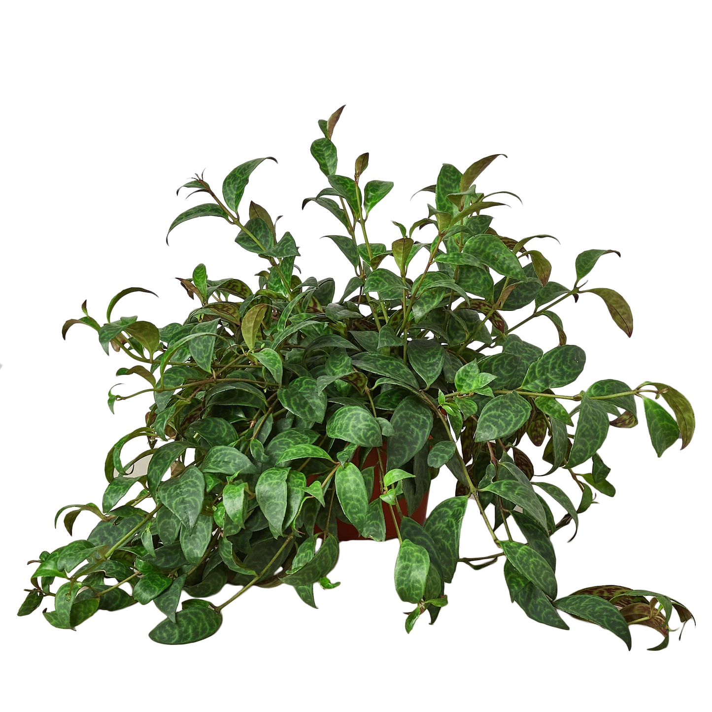 Lipstick Plant | Cactus Clint