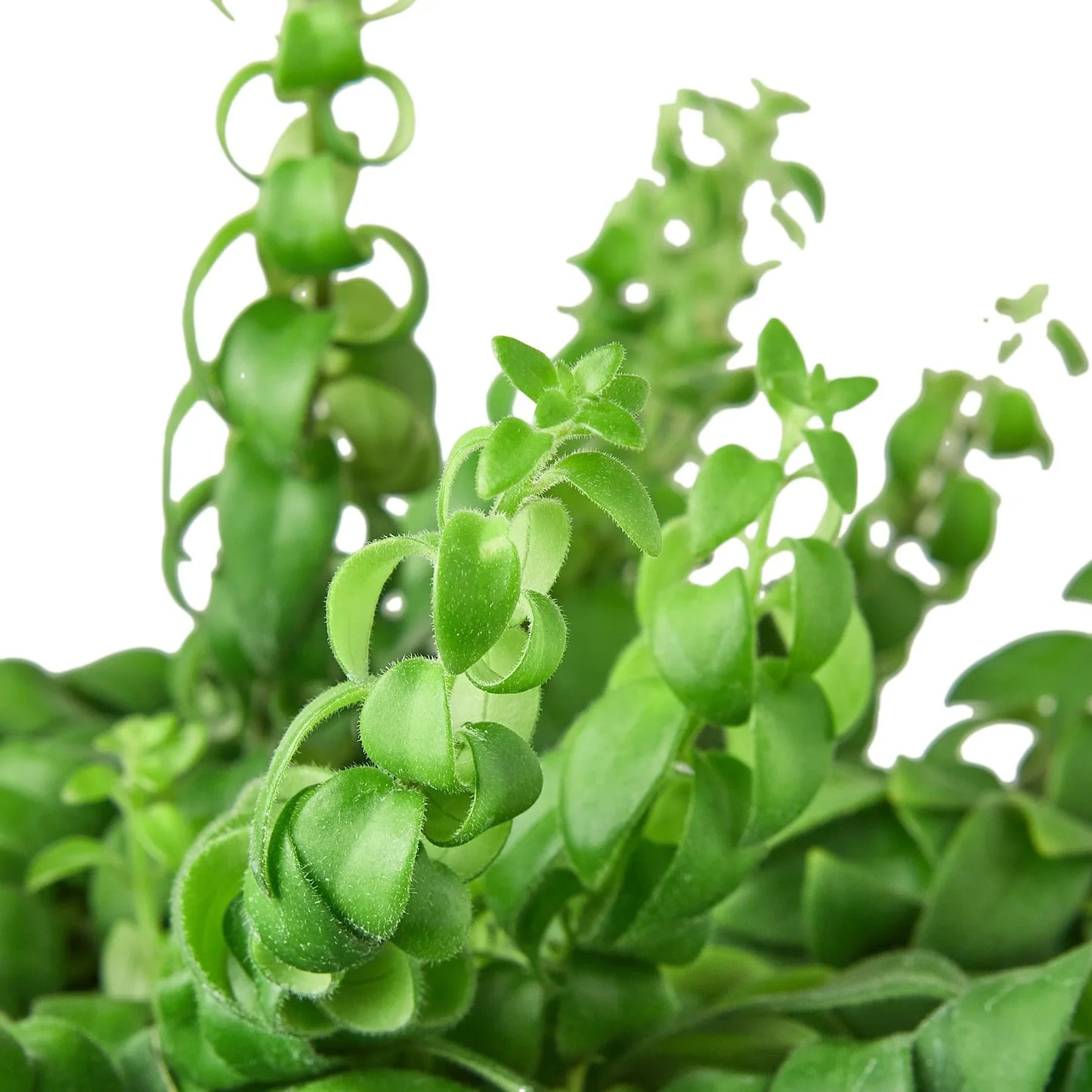 Curly Lipstick Plant | Cactus Clint