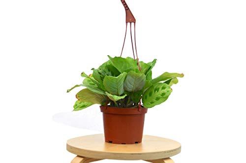 Maranta 'Leuconeura' | Cactus Clint