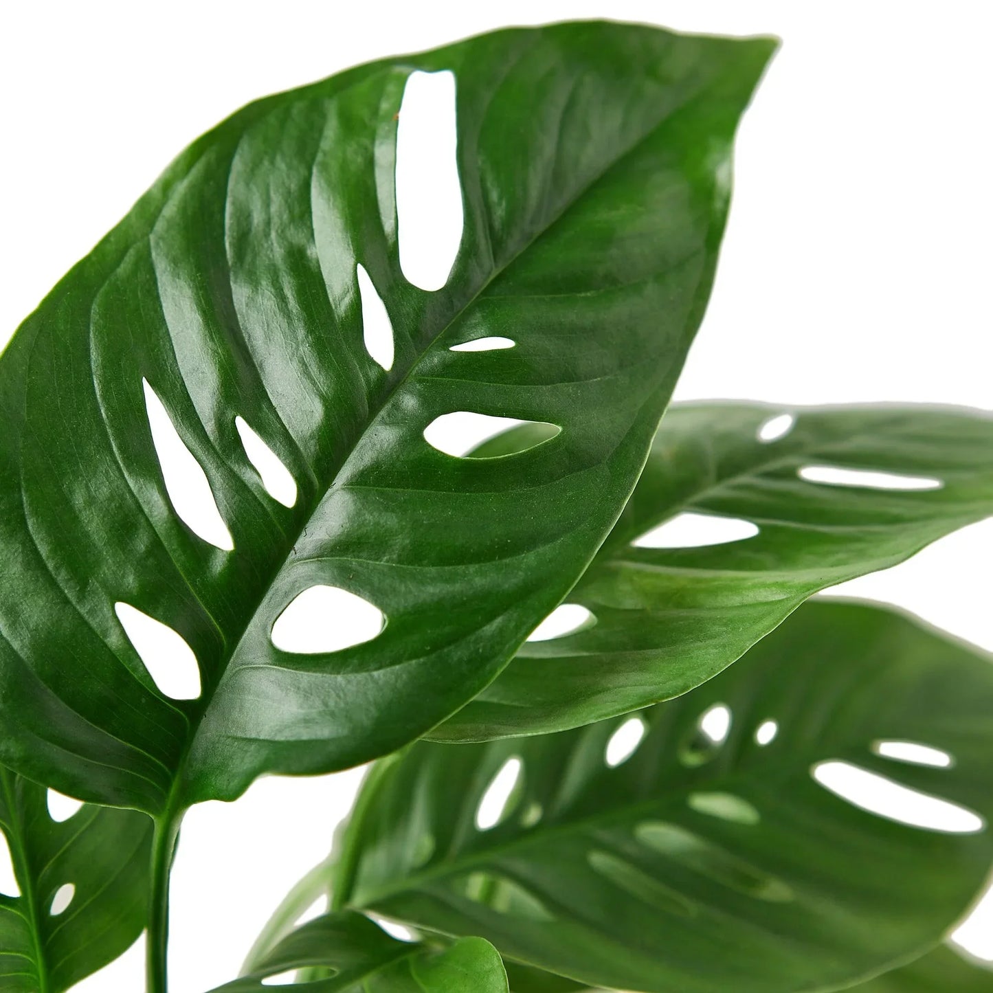 Monstera Adansonii 'Swiss Cheese' | Cactus Clint