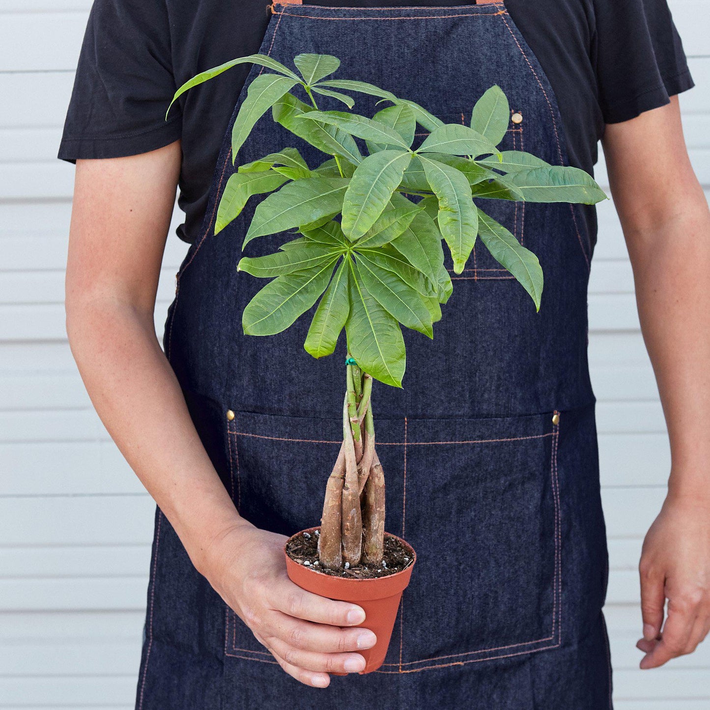 Money Tree 'Guiana Chestnut' Pachira Braid | Cactus Clint